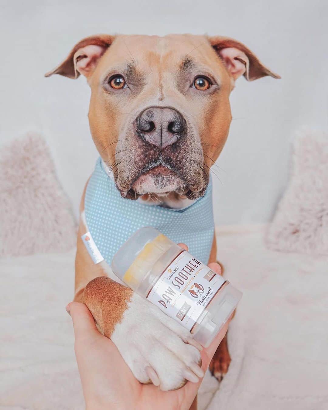 Pit Bull - Fansのインスタグラム：「Paws health is more important than people think, especially when paw pads become overly dry and cracked. #PawSoother is a great all-natural healing balm that works fast to condition and mend dry, chapped paw pads. Completely pet safe and perfect for keeping paws healthy all year long. . ⭐ SAVE 20% off @naturaldogcompany with code PITFANS at NaturalDog.com ▪️ worldwide shipping ▪️ ad 📷: @baileytheamstaffpuppy」