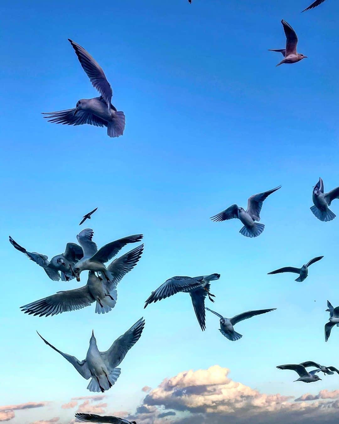 ステファノ・カルーゾさんのインスタグラム写真 - (ステファノ・カルーゾInstagram)「“Don’t be scared to fly alone, find a path that will be your own.”🦋  #beautiful #mothernature #naturelover #bluesky #landscape #birdsofinstagram #seagull #flyhigh #lifeisgood #lifeisbeautiful #ciaobelli」2月15日 4時52分 - stef_caruso