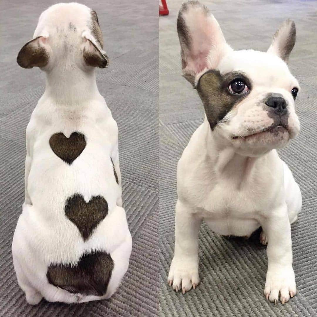 French Bulldogさんのインスタグラム写真 - (French BulldogInstagram)「Love is in the hair ❤ Happy Valentine’s Day  @squishy_thefrenchie . . . . . #französischebulldogge #bullylove #bulldog_ig_community #bulldog #frenchiesociety #thefrenchiepost #buhi #bulldoglife #bulldogmoments #frenchiesofig #bullieslife #fab_frenchies #bulldogloversofinsta #frenchbulldoglove #bullyinstagram #bulldogram #ワンコ #frenchies1 #frenchielove_feature #bulldoglove」2月15日 5時04分 - frenchie.world