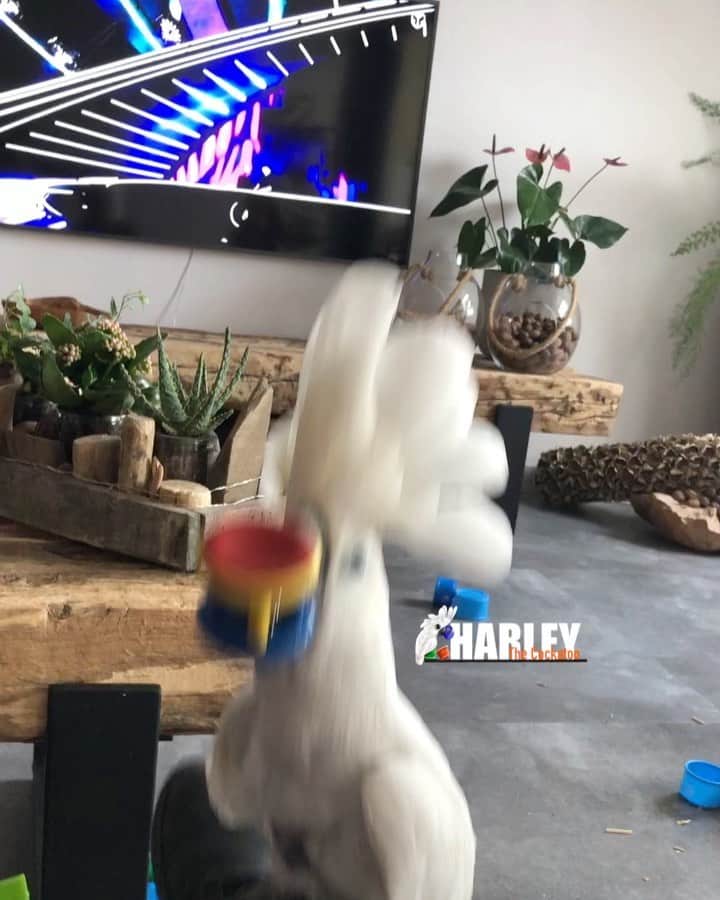 ? Enjoy Harley's Lifeのインスタグラム：「Ohhh Yeaaaaaaaaaaa dance with  me #dance#nusic#love#instagood #instagram #instadaily #instadancetv #pets#parrot」