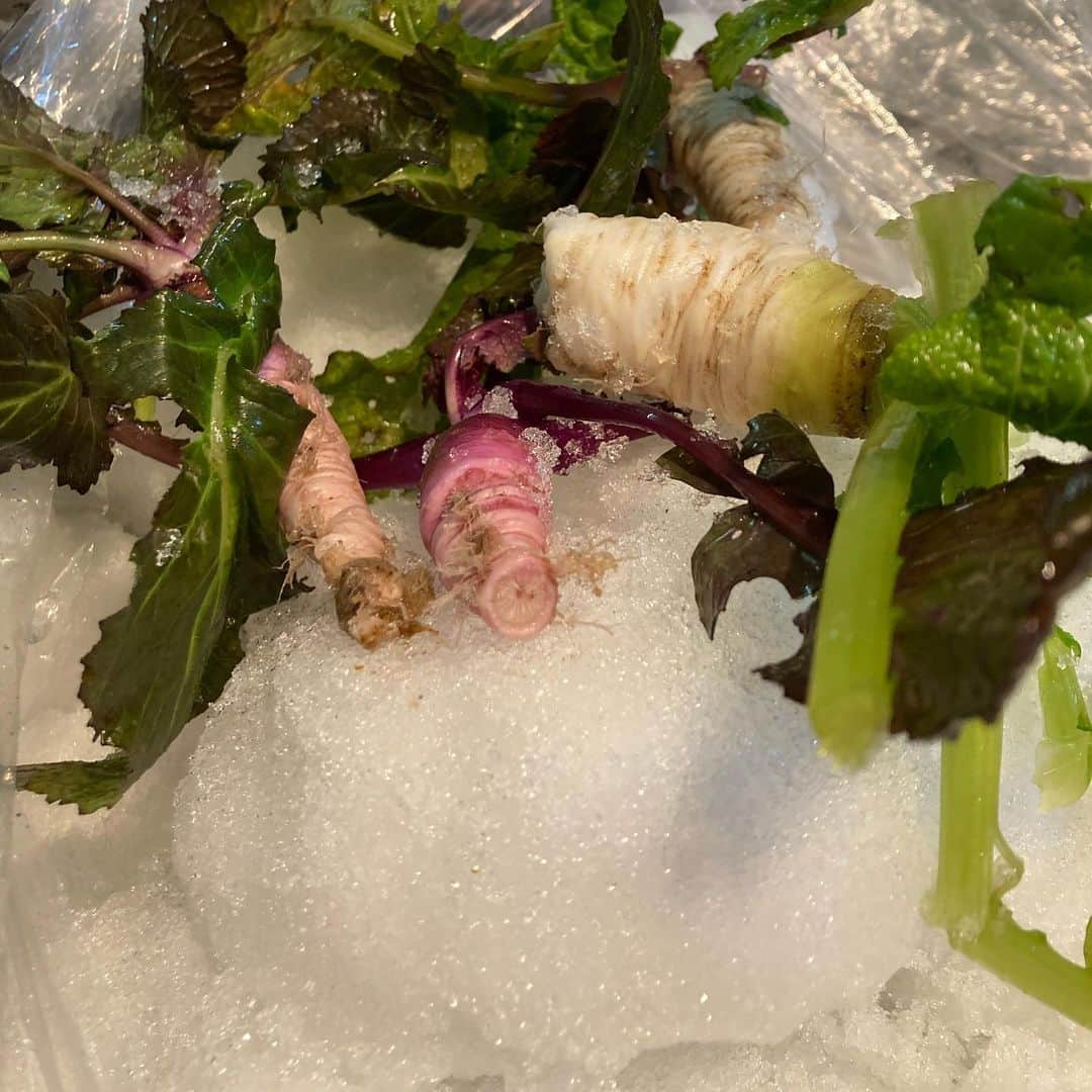 小谷あゆみのインスタグラム：「はじめてのバーチャルツアーで＃世界農業遺産　＃大崎耕土　を旅してきました！ 世界農業遺産『大崎耕土』の食文化満載のセットが自宅に届き、 現場から生中継を見ながら旅気分～♪ テーマは大崎耕土から始めるSDGsライフ！発酵食＆和食で免疫力アップ！ なんと事前に届いた発泡スチロールの中身は、味噌、醤油、おコメ（ささ結）岩出山凍り豆腐などもりだくさんで、 鳴子温泉のさらに奥山の豪雪地帯＠鬼首から届いた鬼首菜に「雪」まで詰め込まれていましたー！  日本に11カ所ある（しかない、貴重な、）国連FAOの認める「世界に誇れる農業遺産」 ＃そもそも世界農業遺産ってなに？ ＃大崎耕土って何ですの！？ 「耕土」という言葉が難しいので、一般には馴染みがありませんが（わたしも知らなかったー） ひもとくと「耕す土地」、農業を営むために人々が手を入れて作った耕作地（用水路、水管理が大きい）、広い意味では、大地、新田、というようなイメージでしょうか。 その土地の繁栄＝食料生産のための歴史的な新田開発、ブラタモリの世界観でしょうか～。 でも世界農業遺産の評価の対象は、有名な偉人一人の偉業ではなく、先祖代々民が耕して継承してきた知恵と技と生活の集積！ 農業システムを評価しているのがFAO、Food and Agriculture Organization たるゆえん ともかく大崎耕土とは、日本人がお米を作り続ける知恵と技で築いた田んぼの水管理や農業のシステム ＃2021年は日本初の世界農業遺産が認定されて10年の節目 知ってもらう人をもっと増やしたい。 93年の冷害によりほとんど生産されなくなったササニシキが「ささ結」となって復活！お話ドラマチックでした～（おいしかったー。） 種の多様性の面からもコシヒカリだけでは弱く、 ご存知お寿司屋さんは酢飯に粘りがあるのを嫌うのでわざわざ水分量の落ちた古米を混ぜているというところもあるそう。 アジアのお米文化ではだいたいチャンプルやチャーハンやビビンバやガパオライスみたいにお肉系・脂系のおかずと混ぜて食べるので、日本もさっぱりごはんの時代がくると思うんですよね。 というわけで、ささ結♡応援しています！ 寒い中からライブ配信してくださった現地の皆様、参加した皆さま、ありがとうございました。 今度は実際に旅したい思いが募りました。 世界農業遺産「大崎耕土」バーチャルツアー #ささ結（生産者：鈴木至さん）無洗米300 g #鎌田さんの蔵出し味噌（鎌田醤油）500g #発酵熟成仕込み味噌（#鎌田醤油）1.8ｋg #蔵造り醤油（鎌田醤油）100ml #しそ巻き（千葉農園）12本入り #岩出山凍り豆腐（製造者：中森徹さん）90 g　20枚 #鶯咲（おうさき）」（#寒梅酒造）720ml #大崎耕土の伝統野菜 #鬼首菜（生産者：高橋一幸さん） #鳴子温泉 #鬼首地区の『雪』 https://www.mo-kankoukousya.or.jp/publics/index/346/」