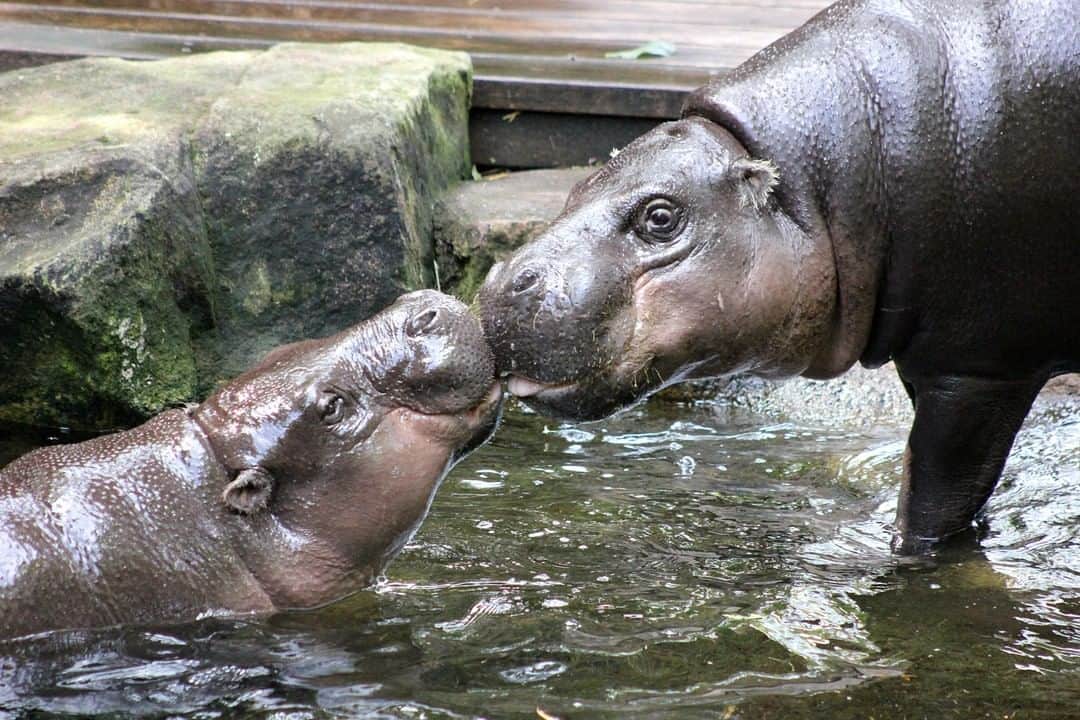 タロンガ動物園さんのインスタグラム写真 - (タロンガ動物園Instagram)「A little bit of love & affection for World Hippo Day 🦛❤️  #forthewild」2月15日 6時00分 - tarongazoo