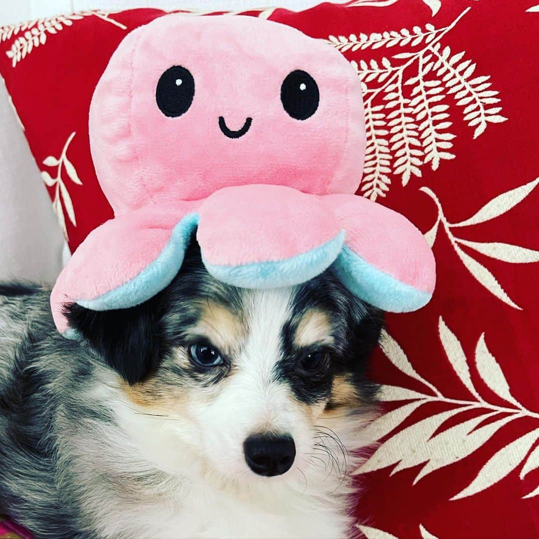 ロージー・オドネルのインスタグラム：「ziggy n my octopus teacher」
