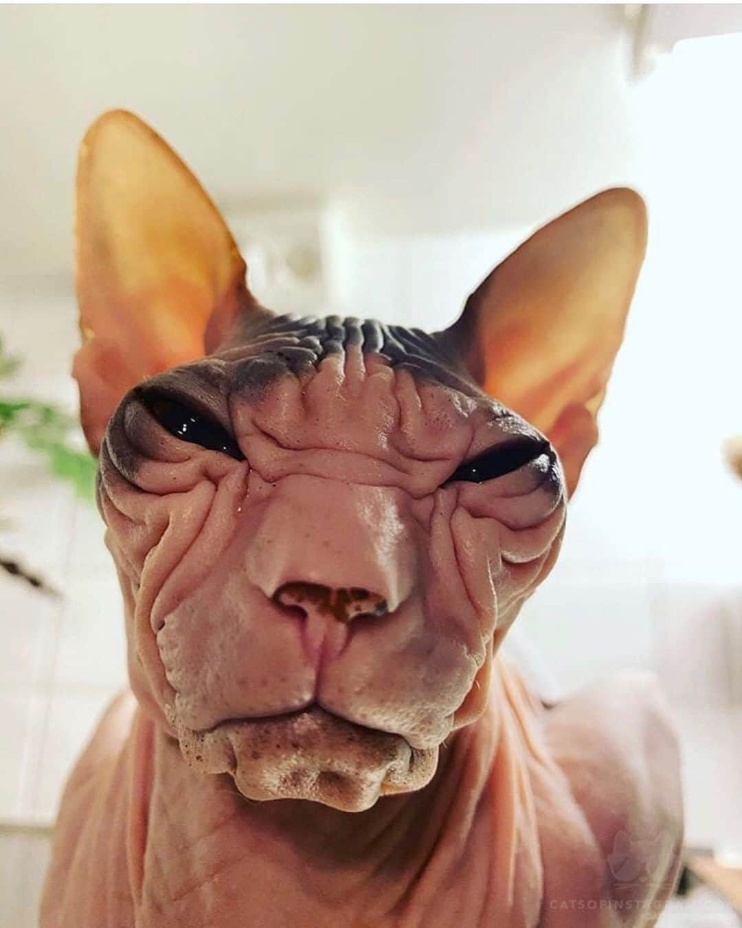 Cats of Instagramのインスタグラム：「From @donsphynxofsweden: “How many likes for my kitten Freja ❤️” #catsofinstagram」