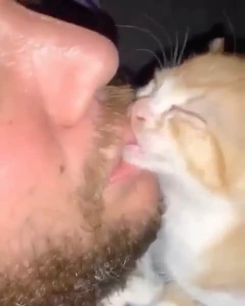 Cute Pets Dogs Catsのインスタグラム