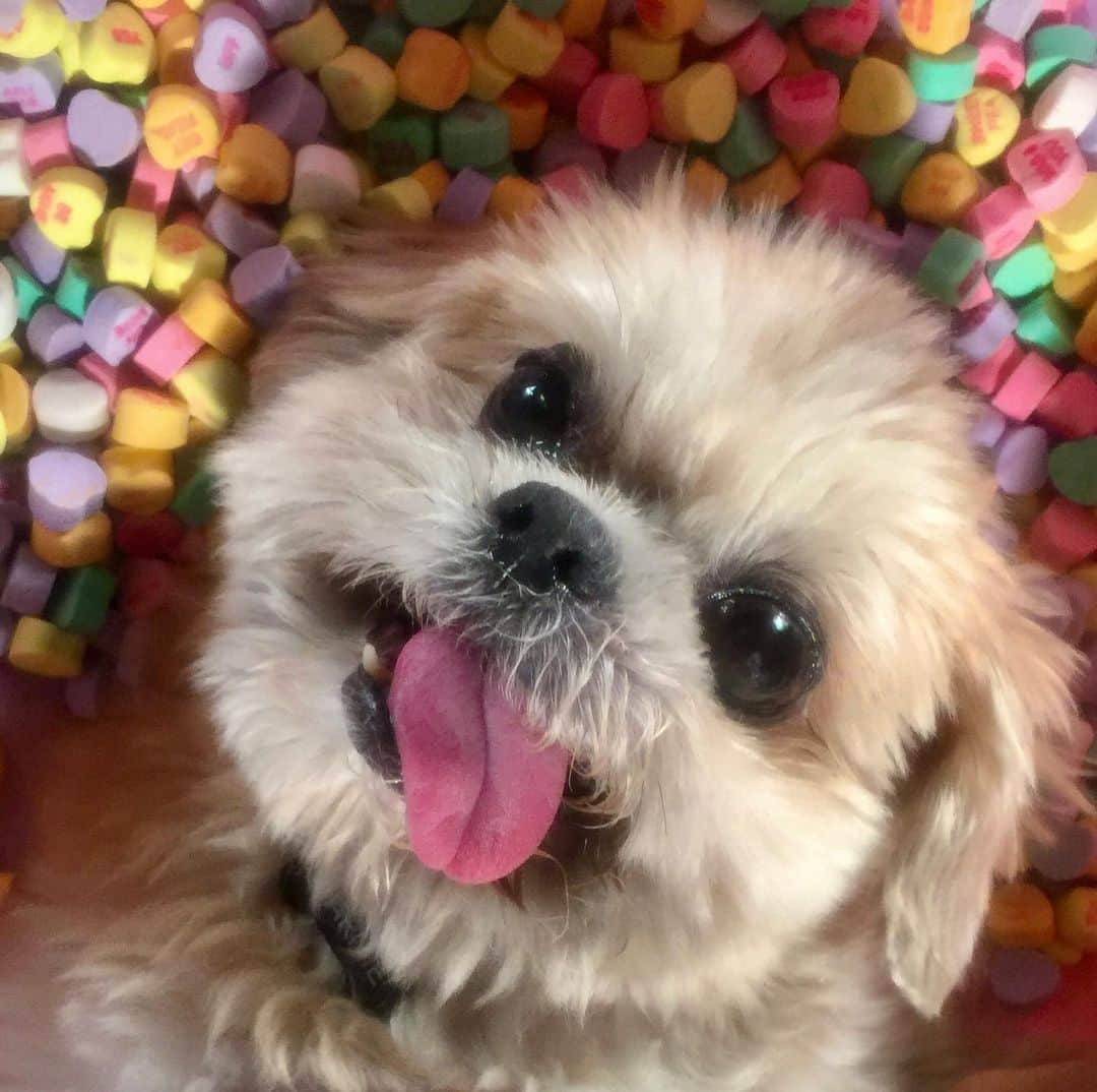 Marnie The Dogさんのインスタグラム写真 - (Marnie The DogInstagram)「Happy Valentimes 💜」2月15日 7時42分 - marniethedog