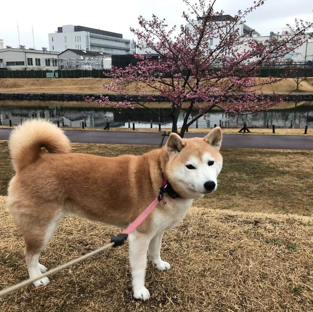 柴犬のモモさんのインスタグラム写真 - (柴犬のモモInstagram)「おはようございます。雨降ってませんでした #いぬ #イヌ #犬 #柴犬 #赤柴 #日本犬 #犬バカ部 #ふわもこ部 #いぬら部 #癒しわんこ #柴犬マニア #犬のいる暮らし #口角キュキュッと部 #shiba #shibainu #shibadog #dogstagram #dogsofinstagram #shibastagram #shibasofinstagram #shibamania #inu #instadog #toyota_dog」2月15日 7時50分 - shi_ba_i_nu_momo