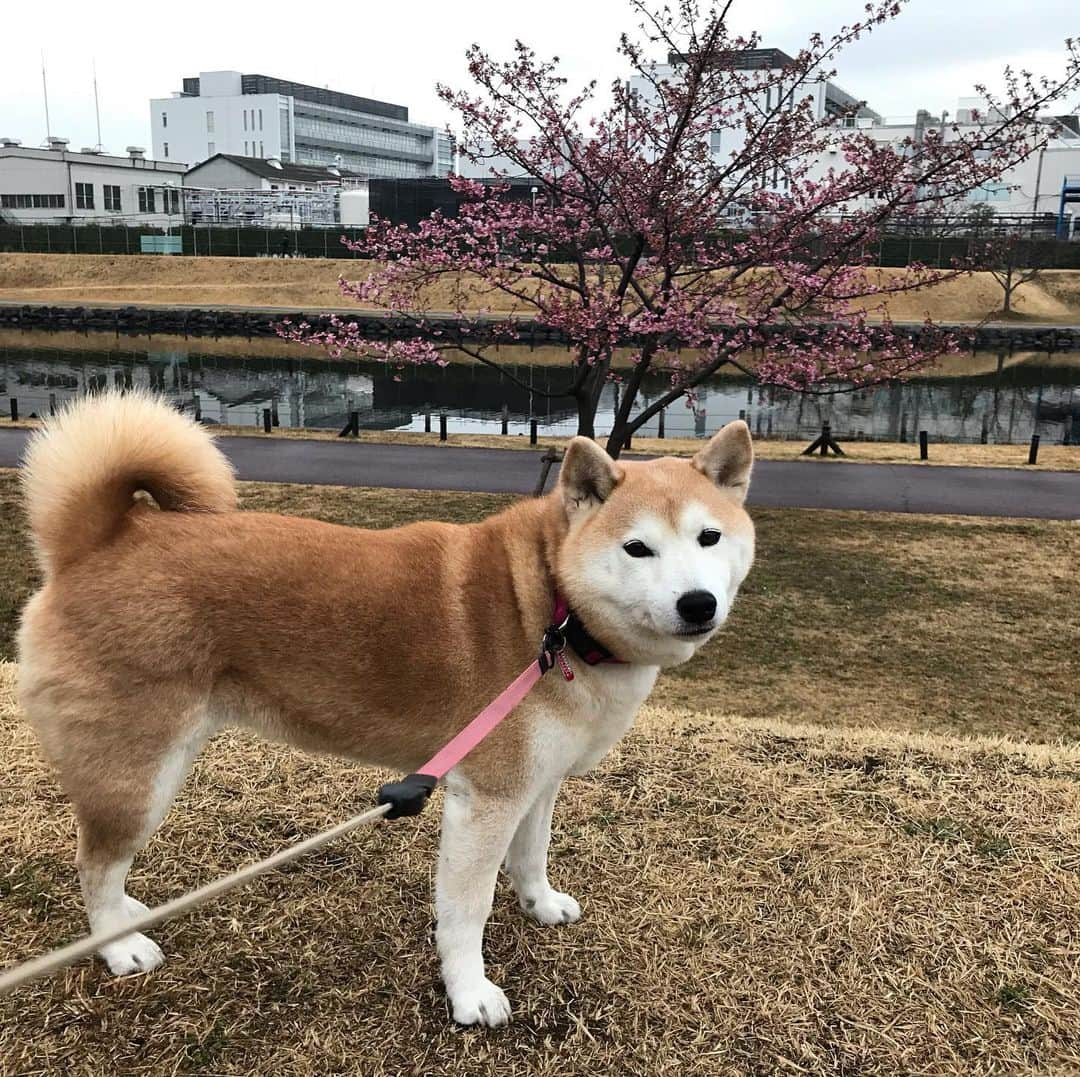 柴犬のモモさんのインスタグラム写真 - (柴犬のモモInstagram)「おはようございます。雨降ってませんでした #いぬ #イヌ #犬 #柴犬 #赤柴 #日本犬 #犬バカ部 #ふわもこ部 #いぬら部 #癒しわんこ #柴犬マニア #犬のいる暮らし #口角キュキュッと部 #shiba #shibainu #shibadog #dogstagram #dogsofinstagram #shibastagram #shibasofinstagram #shibamania #inu #instadog #toyota_dog」2月15日 7時50分 - shi_ba_i_nu_momo