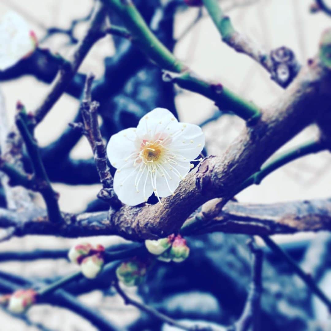 中野敬久さんのインスタグラム写真 - (中野敬久Instagram)「#flowers #spring #iscoming #white #neighborhood」2月15日 7時57分 - hirohisanakano