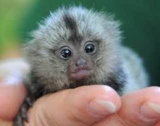 Baby Animalsのインスタグラム：「Barely even a handful! 😊」