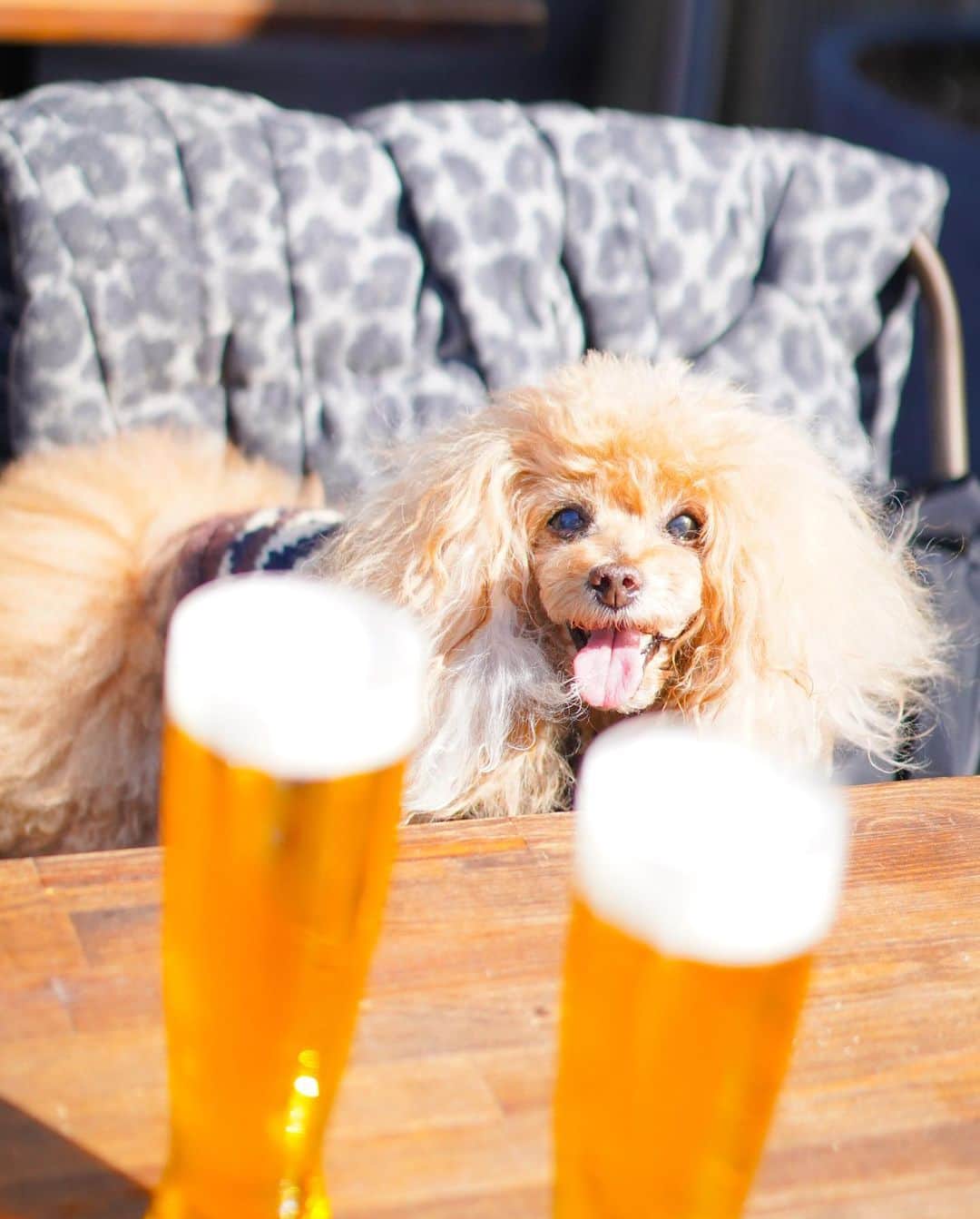 Toypoodle Mikuru?Asakusa Tokyoのグルメインスタ