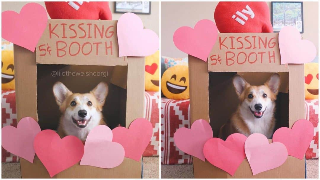 Liloさんのインスタグラム写真 - (LiloInstagram)「I here to offer my services for Valentine’s Day ❤️Tag someone who might need it! #valentines #valentinesday」2月15日 8時13分 - lilothewelshcorgi