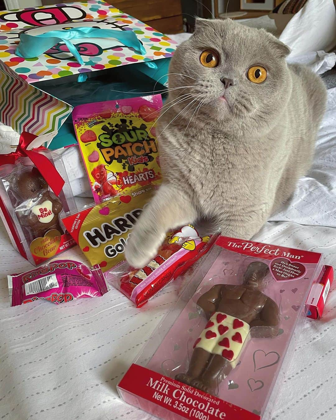 Millaさんのインスタグラム写真 - (MillaInstagram)「Whether you found your perfect person or not... HAPPY VALENTINES DAY! 💕 I think I may have found mine! 😻 #millathecat #valentines #galentines」2月15日 8時21分 - millathecat