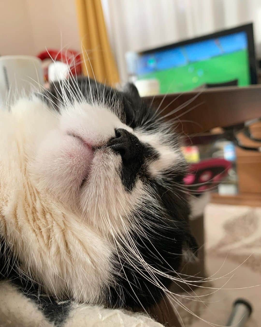 tiaichimaのインスタグラム：「Good morning!! ☁️🌫おはムーギー‼︎  😴  👨🏻‍🦱トイレ我慢中。 膝がまっすぐになるように、カカトを上げて座っているらしい。  #牛柄組鼻まわり汚れ隊 #ムチムチッコ #ムーギー#MuuGieeboy#cat#neko#ねこ#neko#ネコ#スコティッシュフォー ルド#ScottishFold#まんじゅう部」