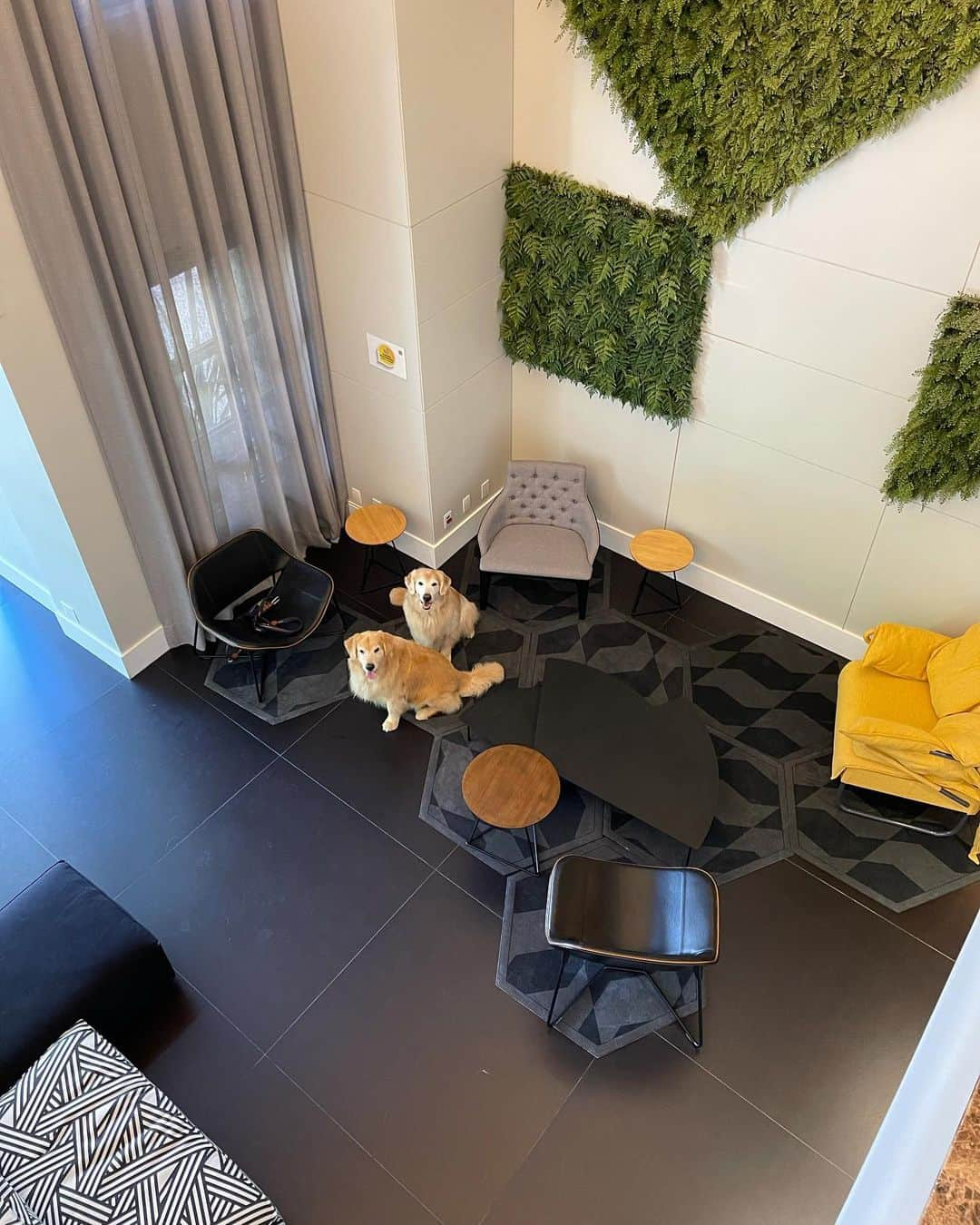 Bobさんのインスタグラム写真 - (BobInstagram)「Hotel Petfriendly no coração do Itaim Bibi! @innsideitaim  Super bem localizado , caminhando é possível encontrar inúmeras opções de gastronomia 🐾🐾 além de estar próximo de parques e shoppings também!  Salve essa dica que vale super a pena conhecer 😉 . #ExpediçõesOlaPetSP  @olapet.friendly  #HyundaiPets  @hyundaibr  . #InnsideItaim #InnsideByMelia #StaySafeWithMelia #MeliaHotels #StayCurious  . www.melia.com  . #hotel #hotelpetfriendly #dicasdeviagem #roteiros #hotelaria #turismo #gastronomia #viagemcompets #dogs #dogslovers #instagramers #saopaulo #sp #sampa #itaim #itaimbibi」2月15日 8時32分 - bob_marley_goldenretriever