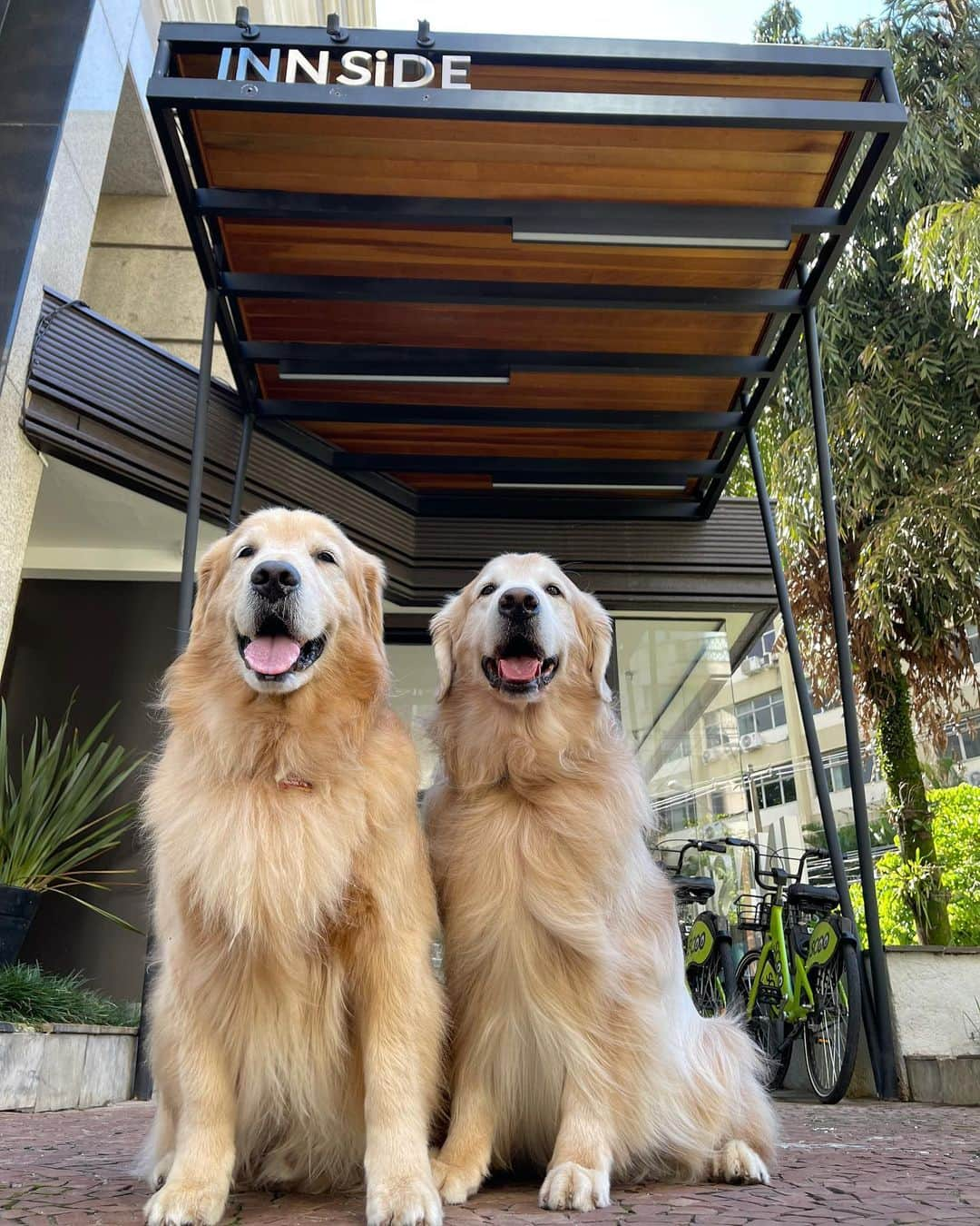 Bobのインスタグラム：「Hotel Petfriendly no coração do Itaim Bibi! @innsideitaim  Super bem localizado , caminhando é possível encontrar inúmeras opções de gastronomia 🐾🐾 além de estar próximo de parques e shoppings também!  Salve essa dica que vale super a pena conhecer 😉 . #ExpediçõesOlaPetSP  @olapet.friendly  #HyundaiPets  @hyundaibr  . #InnsideItaim #InnsideByMelia #StaySafeWithMelia #MeliaHotels #StayCurious  . www.melia.com  . #hotel #hotelpetfriendly #dicasdeviagem #roteiros #hotelaria #turismo #gastronomia #viagemcompets #dogs #dogslovers #instagramers #saopaulo #sp #sampa #itaim #itaimbibi」