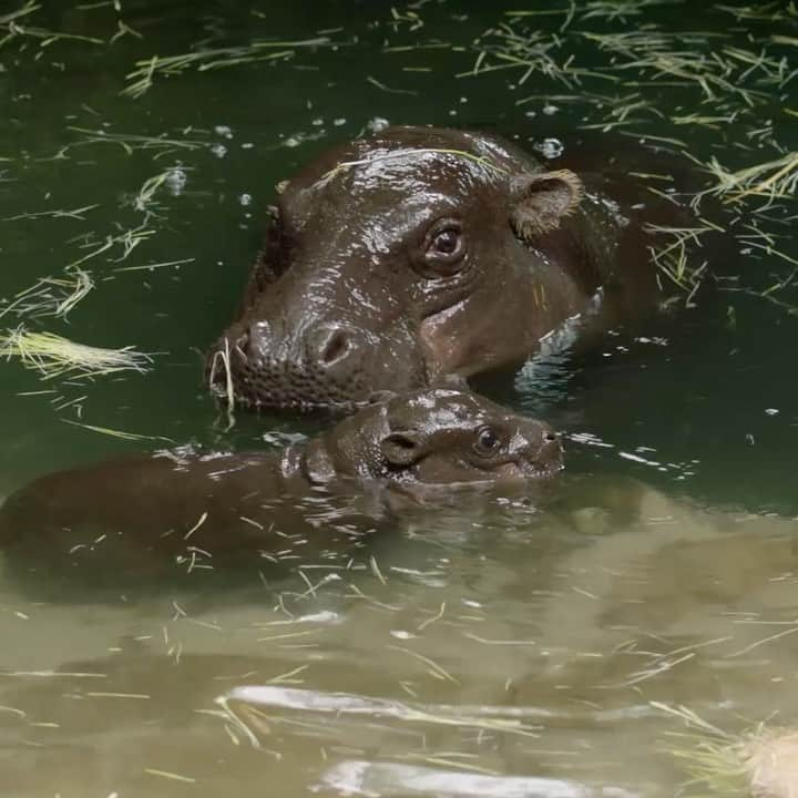 San Diego Zooのインスタグラム