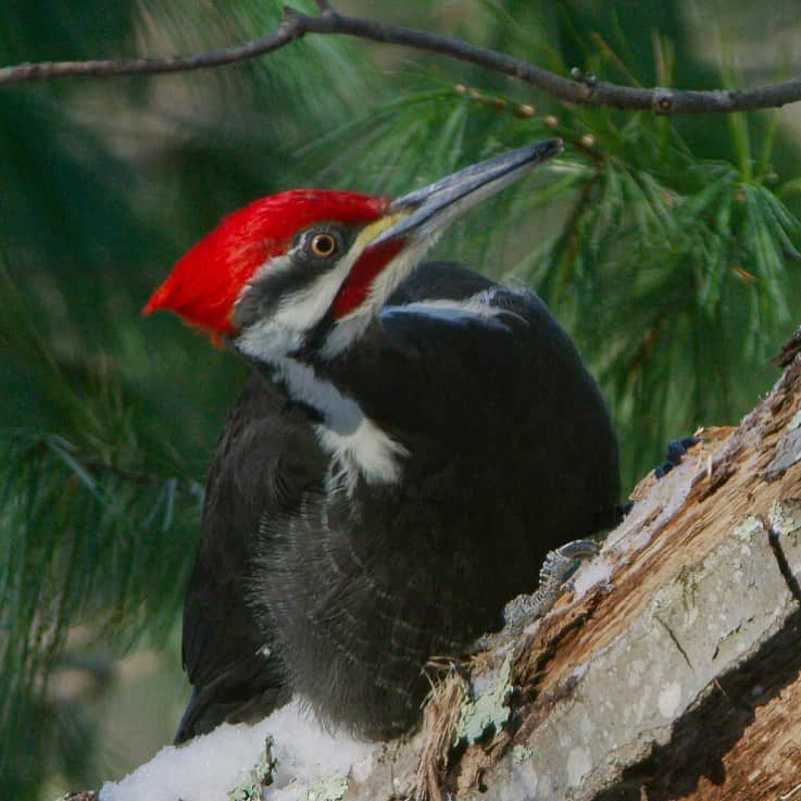 Tim Lamanさんのインスタグラム写真 - (Tim LamanInstagram)「Photo by @TimLaman.  Pileated woodpecker - the largest and most spectacular woodpecker in North America is an impressive bird to encounter.  I’m lucky enough to have them living in the woods behind my house, and have been filming them for my current project on woodpeckers in the winter woods of New England.  I filmed this male clearing the snow off this branch, and then excavating it and feeding on carpenter ants, their main food.  - #ShotonRED for @coneflower_studios  #pileatedwoodpecker #woodpecker #birds #NewEngland #Massachusetts #birdphotography - Join my newsletter (link in bio) to get my stories from the field, and to be entered into my monthly giveaway.  This month the giveaway will be a signed 8 x 10 in  Red Bird-of-Paradise print.」2月15日 9時20分 - timlaman