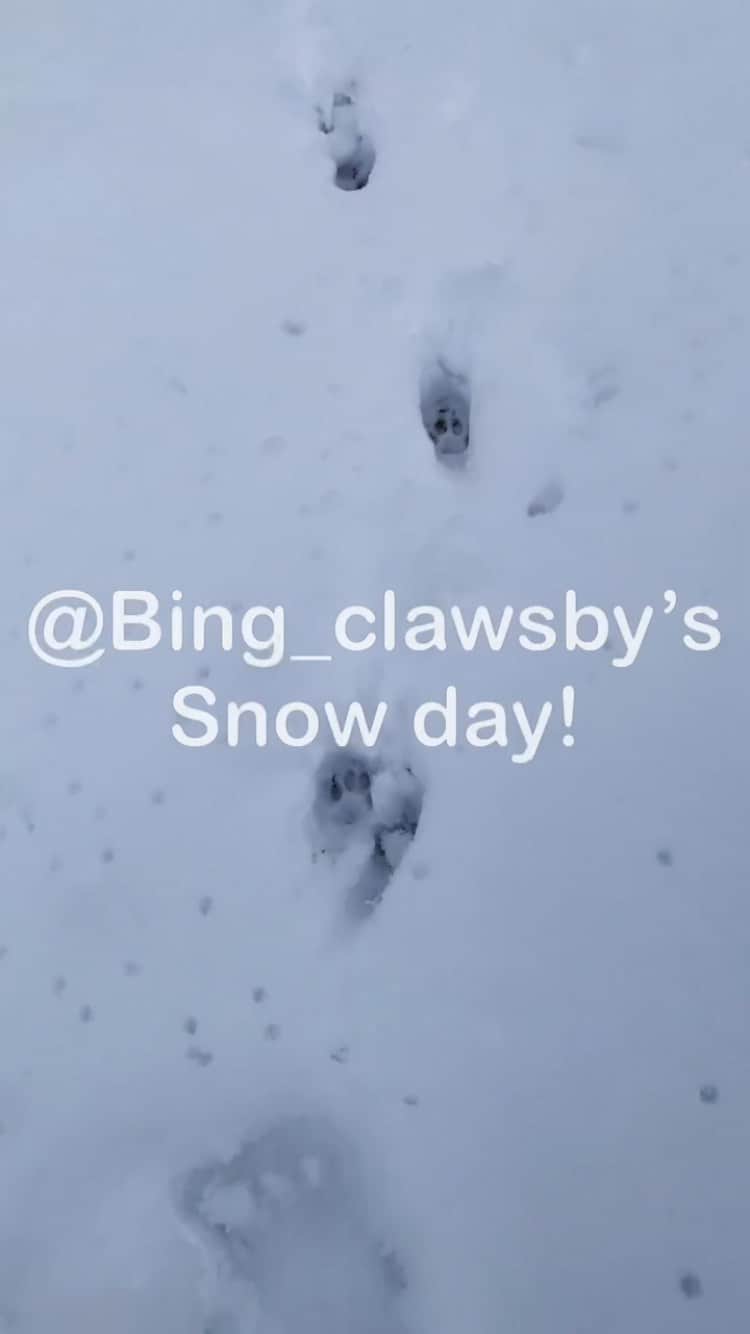 The Cats Of Instagramのインスタグラム：「How @bing_clawsby & @paw_mccartney spend their snow days 🖤❄️🖤 Video by: @jimmykslay」