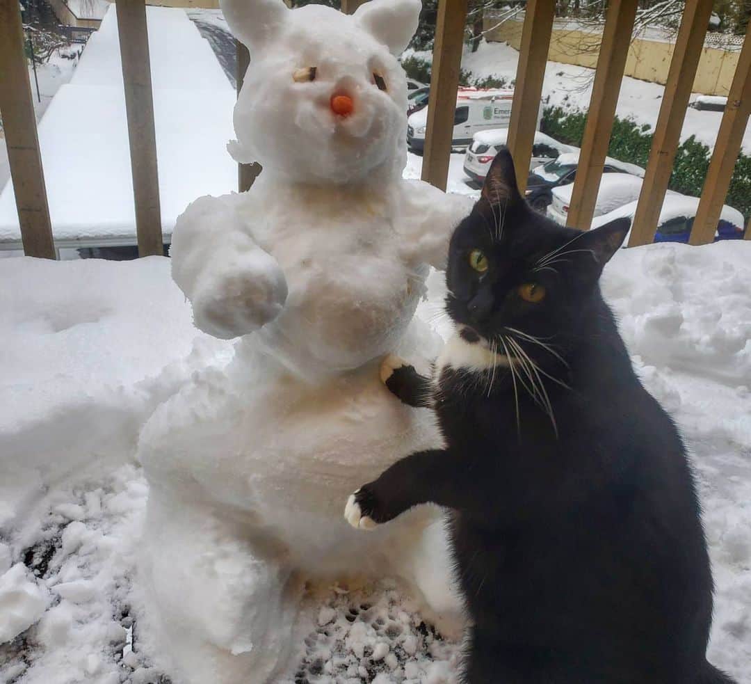 猫コスプレさんのインスタグラム写真 - (猫コスプレInstagram)「"What is this? Am I a joke to you?"  #SeattleSnow #SnowCat」2月15日 9時40分 - cat_cosplay