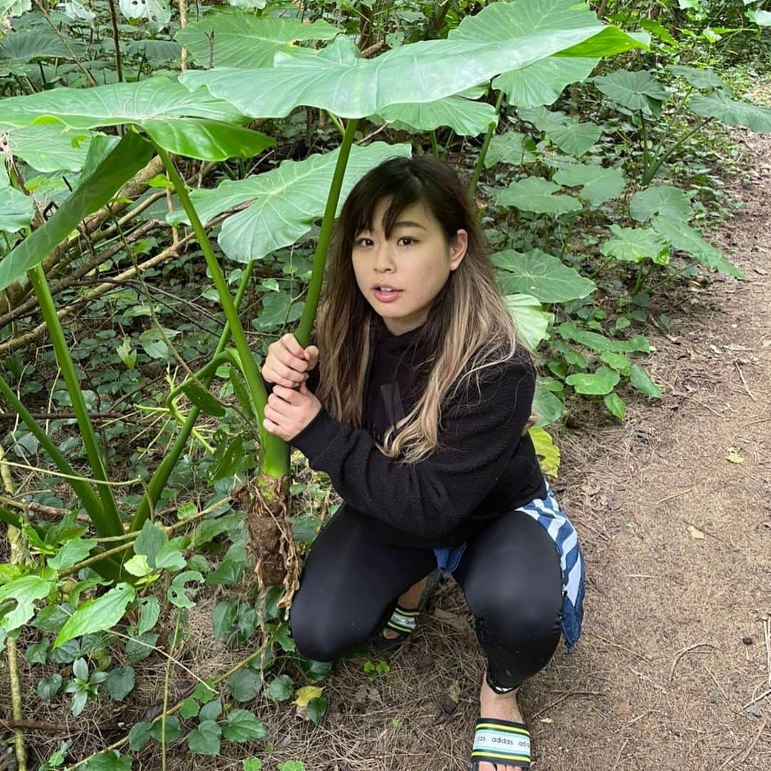 植草歩さんのインスタグラム写真 - (植草歩Instagram)「今日は雨だね🐸☔️🍃 シャーマンキングのコロポックルの 傘みたいなおっきな葉っぱだった🍀」2月15日 9時56分 - ayayumin0725