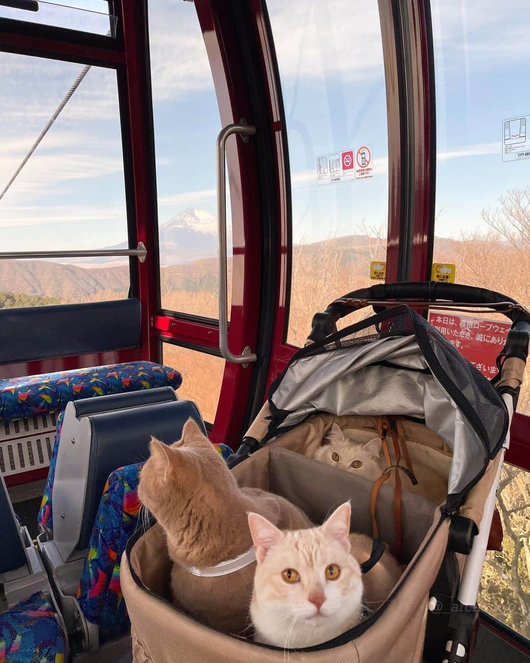 じゅらさんのインスタグラム写真 - (じゅらInstagram)「✩ お正月に #箱根ロープウェイ 🚠乗りました〜🚡☁️ New Year's Day, we took the ropeway in Hakone🚠➿ ・ YouTube▶️_archange_jura_ Twitter▶️ @jura_archange_ ・ #catsofinstagram#cats_of_instagram#instagood#catloversclub#petstagram#cutecatclub#ScottishFold#britishshorthair#Siberian#catoftheday#catsofinstagram#catsofworld#a_world_of_cats#instacats#cuteanimals#topcatphoto#instacat_meows#고양이#lioncat#lion#スコティッシュフォールド#ブリティッシュショートヘア#サイベリアン#adorable#猫#旅猫#fluffy#trip#箱根ロープウェイ#大涌谷#hakone」2月15日 21時04分 - _archange_