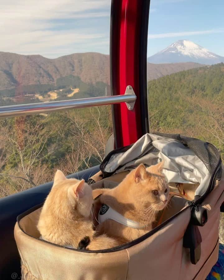 じゅらのインスタグラム：「✩ お正月に #箱根ロープウェイ 🚠乗りました〜🚡☁️ New Year's Day, we took the ropeway in Hakone🚠➿ ・ YouTube▶️_archange_jura_ Twitter▶️ @jura_archange_ ・ #catsofinstagram#cats_of_instagram#instagood#catloversclub#petstagram#cutecatclub#ScottishFold#britishshorthair#Siberian#catoftheday#catsofinstagram#catsofworld#a_world_of_cats#instacats#cuteanimals#topcatphoto#instacat_meows#고양이#lioncat#lion#スコティッシュフォールド#ブリティッシュショートヘア#サイベリアン#adorable#猫#旅猫#fluffy#trip#箱根ロープウェイ#大涌谷#hakone」