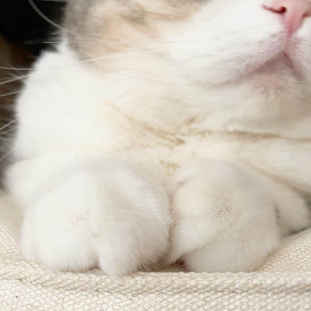 *eri*のインスタグラム：「┈ ☺︎﻿ ﻿ こんばんは⋆｡˚✩﻿ ﻿ ﻿ こたつの中のお手手にゃん😸🐾💓﻿ ﻿ ﻿ 前回の素敵な色鉛筆画に﻿ 沢山のコメント📝﻿ ありがとうございました😊﻿ ﻿ ﻿ 2021.2.15﻿ #猫 #ねこ #スコティッシュフォールド #ネコ #ねこ部 #にゃんこ #スコティッシュ#ニャンコ#ペット#スコ#猫部#cat #Scottishfold」
