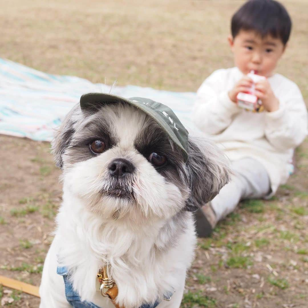 いくらさんのインスタグラム写真 - (いくらInstagram)「日曜日は暖かくて過ごしやすい天気だったので公園でピクニック🌞 ・ たっぷり光合成して気持ち良かったね🐶✨💕 ・ ケバブに釘付けないくら氏🤤🤤🤤🍗 ・ そう言えば、ケバブって何肉なんだろ🤐？🥓笑 ・ ・ #ジョソレノソ #お散歩 #ケバブ #シーズー #シーズー好き #シーズー犬好き部 #シーズー大好き部 #シーズー犬 #シーズー大好き #シーズーlove #シーズー部 #ロングまつ毛ワンコの会 #いぬのきもち #鼻ぺちゃ犬 #短足犬 #いぬすたぐらむ #shitzu #shitzumania #shihtzuclub #shihtzuloves #shihtzulovers #shihtzusgram_feature #shihtzugram #시추 #시츄스타그램 #西施犬 #獅子狗」2月15日 19時56分 - i_am_ikura