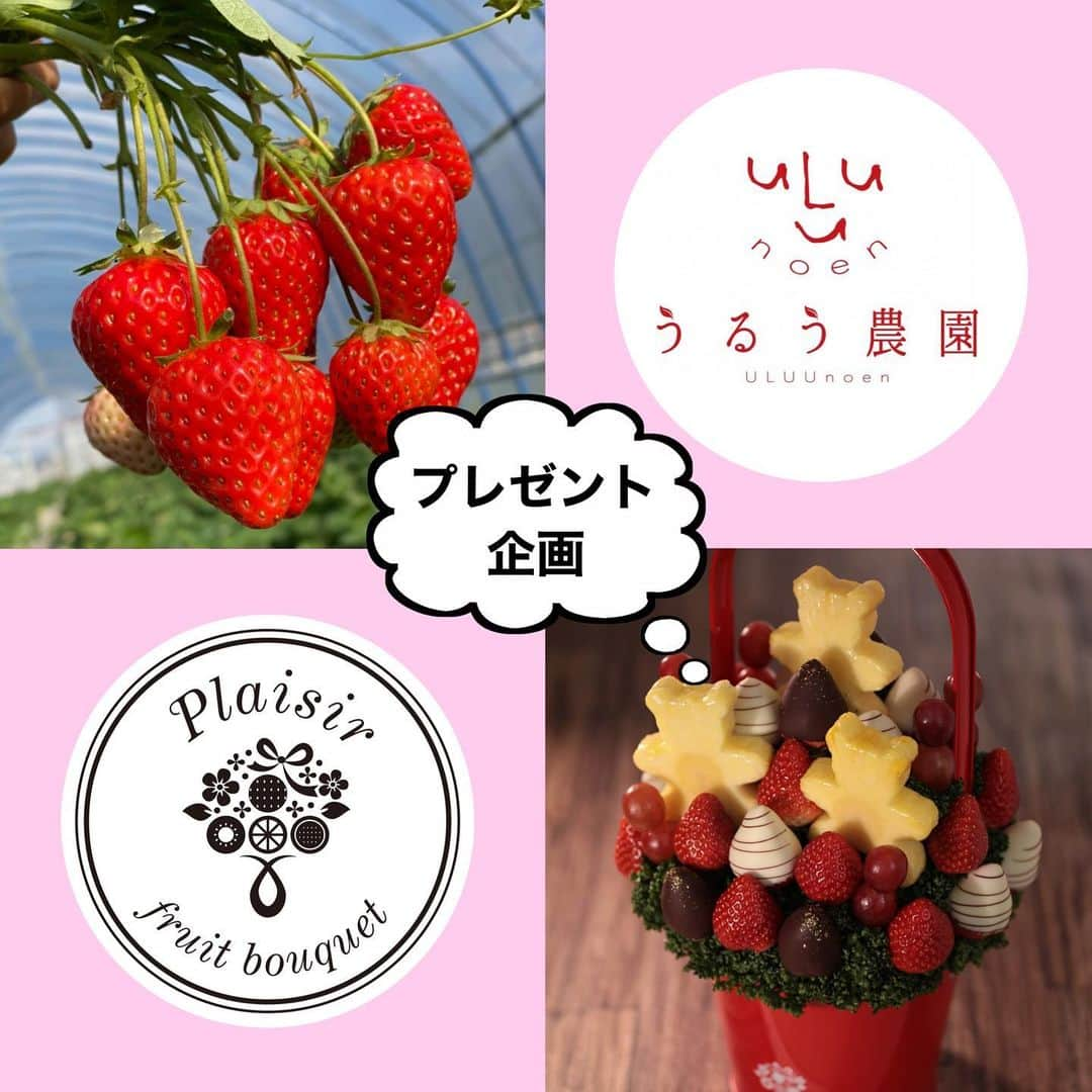 Fruit-bouquets.comのインスタグラム：「【プレゼント企画】 プレジール×うるう農園 コラボ企画❗️ . プレジールから フルーツブーケ ギフト券(Sサイズ) うるう農園さまから 「かおりの」「紅ほっぺ」食べ比べセットを 1名様にプレゼント🎁 . ギフト券は有効期限内でしたら お好きな日時を指定することができます✨ . ※応募をする際は必ず下記注意事項をお読みください . ⚠️弊社を装ったなりすましアカウントからのDMにご注意ください⚠️ ✅当選連絡でURLをお送りすることはありません ✅クレジットカード情報を入力してもらうこともありません ✅複数のアカウントは運用しておりません . 【応募条件】 ①本州在住の方(配送上の都合のため) ②上記注意事項をすべてお読みになった方 . 【応募方法】 ①プレジール(@fruitbouquet.japan )と うるう農園さま(@uluu_noen )のアカウントをフォロー ②この投稿をリポストorスクリーンショットでフィードに投稿(このアカウントへのタグ付けを忘れずに！) ※画像は1枚目のみで大丈夫です🙆‍♀️ . 【締切】 2021年2月23日 23:59 . ※当選者には2/26までにDMでご連絡します ※ギフト券は郵送でお送りします ※ギフト券は当選したご本人様のみ利用可能です . #フルーツブーケ #プレジール #うるう農園 #フルーツ  #いちご #フルーツギフト #フルーツケーキ #果物 #贈り物  #フォトジェニック #スイーツ #ギフト #インスタ映えケーキ  #いちごパフェ #記念日 #いちごスイーツ #いちごケーキ  #紅ほっぺ #かおり野 #かおりの #フルーツ大好き  #インスタ映え #インスタ映えスイーツ #果物大好き #プレゼント #プレゼント企画  #プレゼントキャンペーン #プレゼント企画開催中  #プレゼント企画実施中 #いちご好きな人と繋がりたい」