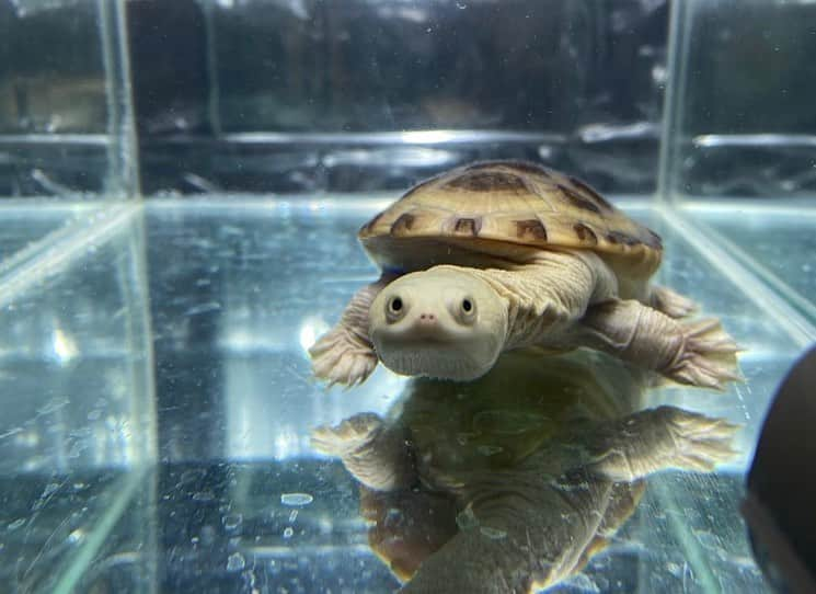 関札皓太のインスタグラム：「ジーベン飼育5ヶ月経過。 シュッとして大人っぽい顔つきになってきた！🐢 甲羅はもう一目瞭然。 #ジーベンロックナガクビガメ #元祖爬虫類レスラー」