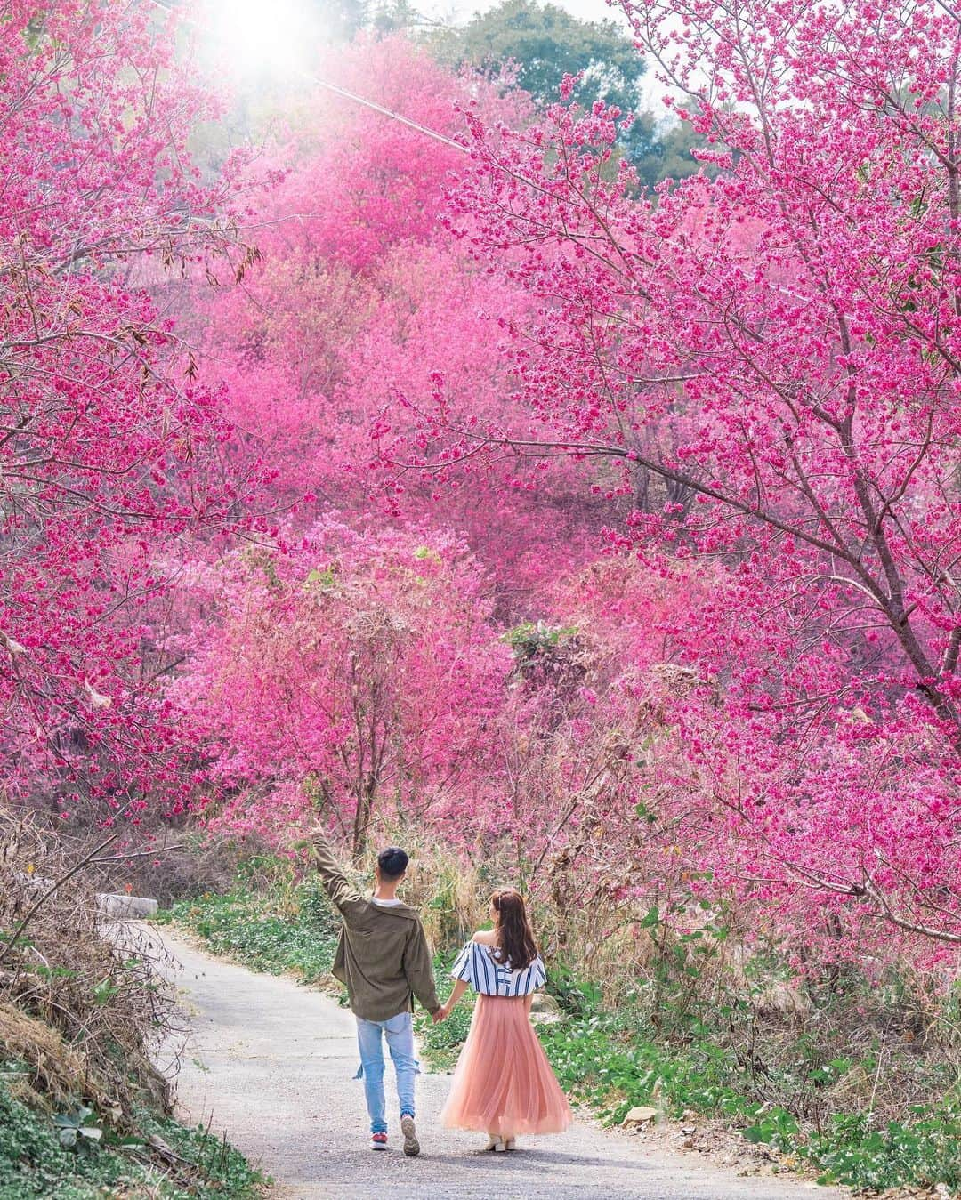 樂さんのインスタグラム写真 - (樂Instagram)「台中新社。北天直轄院櫻花林🌸 所謂的櫻花大爆發應該就是這樣吧🔥 台中最大範圍的櫻花秘境就是這裡，滿山滿谷的櫻花，整個山頭全部都是粉色的💗 明天最後一天假期也很適合去走走賞花唷🌸 Tag你想賞花的人吧🌸🌸🌸 - With / @da.nnnn.yy  @stephyu_chen」2月15日 20時16分 - ygt1016