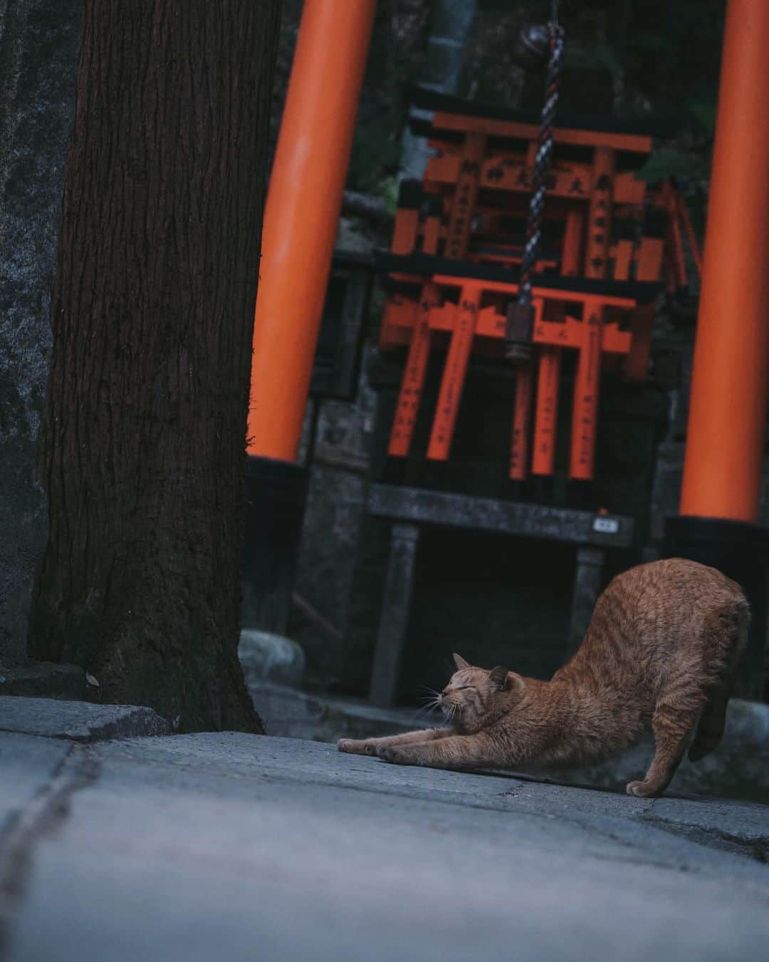 plus_thinkingのインスタグラム：「のび〜〜 . camera: X-T3 lens: FUJINON  XF16-80㎜F4 R OIS WR . #beautifuljapan #snapJapan」