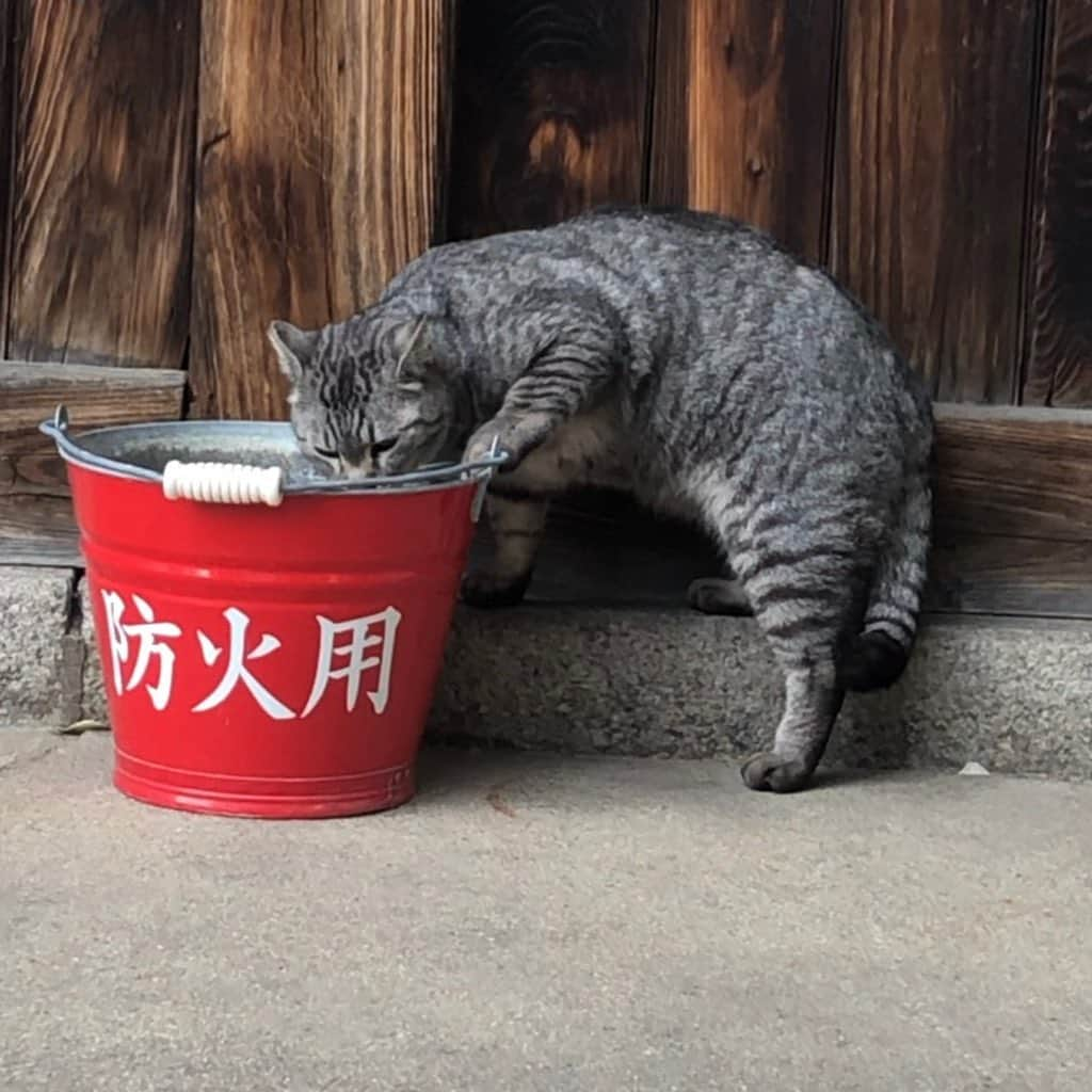 コテツさんのインスタグラム写真 - (コテツInstagram)「2021/2/15 先日お散歩がてら行った場所 猫さんいっぱい ほぼ避妊去勢してもらっててお世話してもらってます ちょうどご飯タイムでわらわら ちりとりにてんこ盛りのごはん食べてる白黒の子だけ去勢してないらしくあちこち放浪してご飯だけ食べにくるとか （お顔大きい） 後ろの長毛の子はみんなが食べ終わってから食べるそうです まだ緊急事態宣言出てる中 ほっこりしたひとときでしたのでシェアします . #地域猫」2月15日 20時39分 - kotetuchan