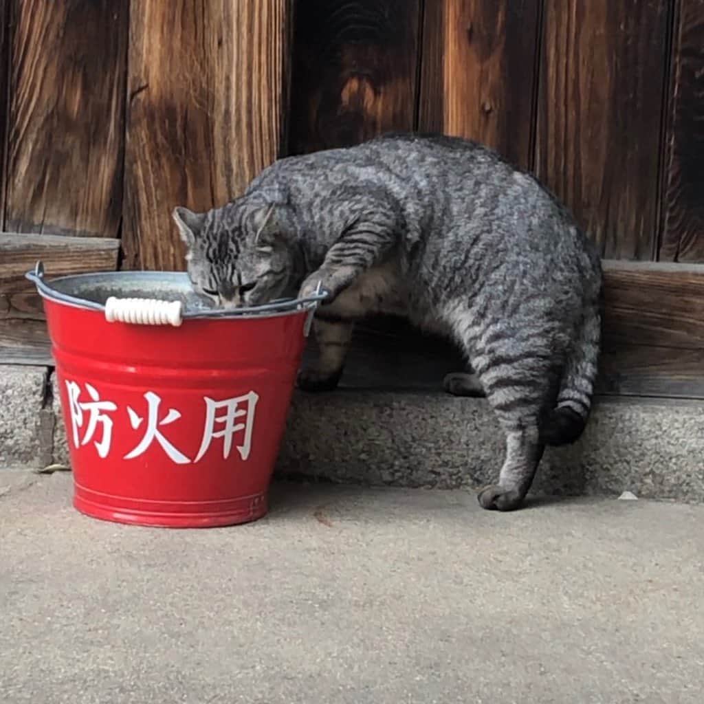 コテツのインスタグラム：「2021/2/15 先日お散歩がてら行った場所 猫さんいっぱい ほぼ避妊去勢してもらっててお世話してもらってます ちょうどご飯タイムでわらわら ちりとりにてんこ盛りのごはん食べてる白黒の子だけ去勢してないらしくあちこち放浪してご飯だけ食べにくるとか （お顔大きい） 後ろの長毛の子はみんなが食べ終わってから食べるそうです まだ緊急事態宣言出てる中 ほっこりしたひとときでしたのでシェアします . #地域猫」
