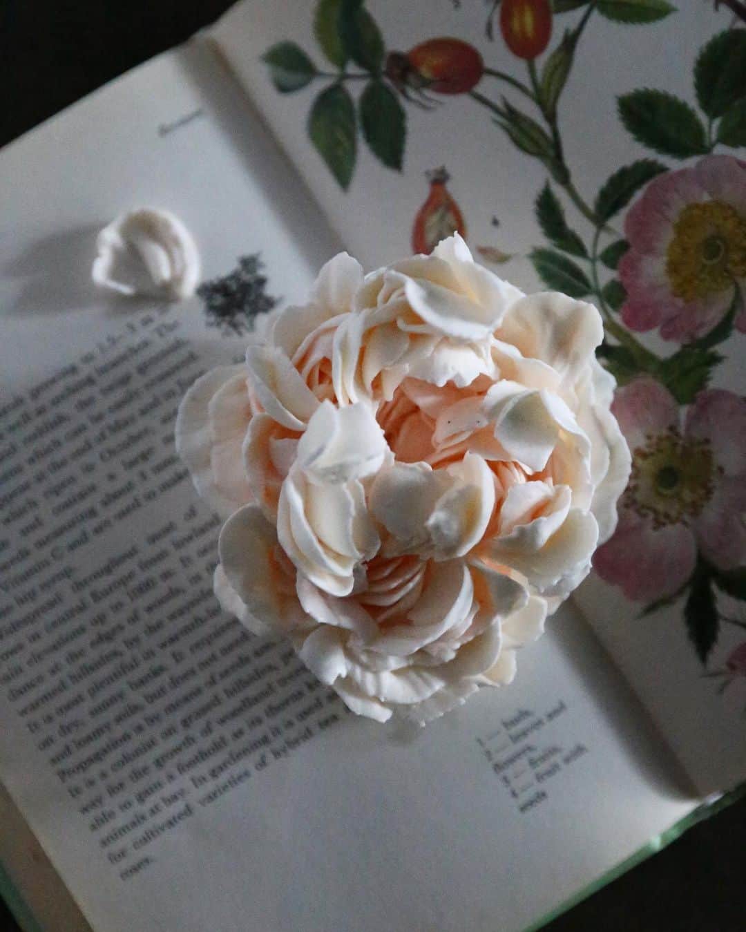 청담 수케이크 (atelier soo)さんのインスタグラム写真 - (청담 수케이크 (atelier soo)Instagram)「ㅡ Soocake peony collection Buttercream flower  불규칙속질서를사랑해 ㅡ #flower #cake #flowercake #partycake #birthday #bouquet #buttercream #baking #wilton #weddingcake #peony #작약 ㅡ www.soocake.com」2月15日 20時40分 - soocake_ully
