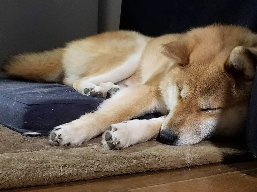 柴犬たま Shibainu Tamaさんのインスタグラム写真 - (柴犬たま Shibainu TamaInstagram)「今日もお疲れ様でした🌃 ﻿﻿﻿﻿﻿﻿ Caption trans🇬🇧﻿﻿﻿﻿﻿﻿ Thank you for your hard work today🌃 ﻿﻿﻿﻿﻿﻿ #柴犬たま #たママ #たまーば #お疲れ様でした #すやすや #寝顔 #柴犬 #shiba #shibainu #shibastagram #犬 #dog」2月15日 20時42分 - tama7653