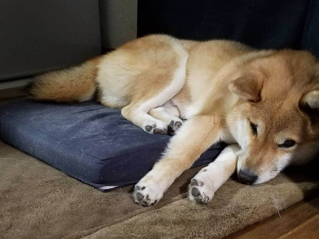 柴犬たま Shibainu Tamaさんのインスタグラム写真 - (柴犬たま Shibainu TamaInstagram)「今日もお疲れ様でした🌃 ﻿﻿﻿﻿﻿﻿ Caption trans🇬🇧﻿﻿﻿﻿﻿﻿ Thank you for your hard work today🌃 ﻿﻿﻿﻿﻿﻿ #柴犬たま #たママ #たまーば #お疲れ様でした #すやすや #寝顔 #柴犬 #shiba #shibainu #shibastagram #犬 #dog」2月15日 20時42分 - tama7653