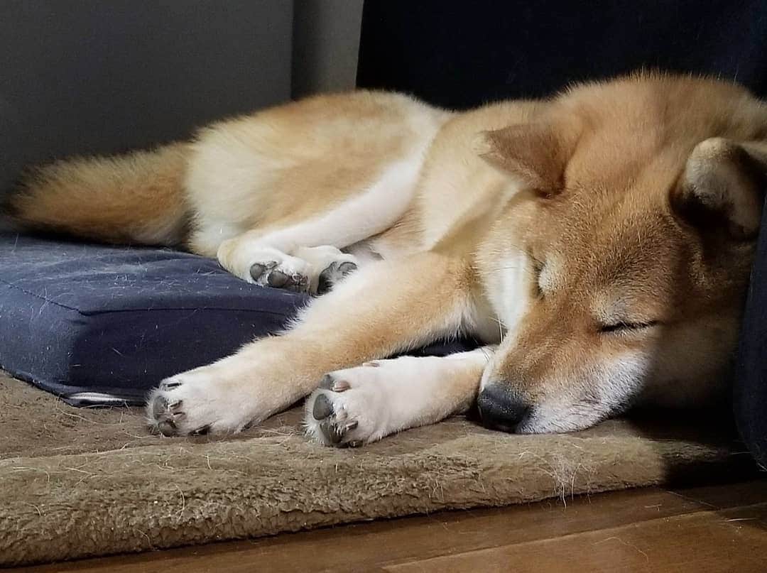 柴犬たま Shibainu Tamaのインスタグラム：「今日もお疲れ様でした🌃 ﻿﻿﻿﻿﻿﻿ Caption trans🇬🇧﻿﻿﻿﻿﻿﻿ Thank you for your hard work today🌃 ﻿﻿﻿﻿﻿﻿ #柴犬たま #たママ #たまーば #お疲れ様でした #すやすや #寝顔 #柴犬 #shiba #shibainu #shibastagram #犬 #dog」