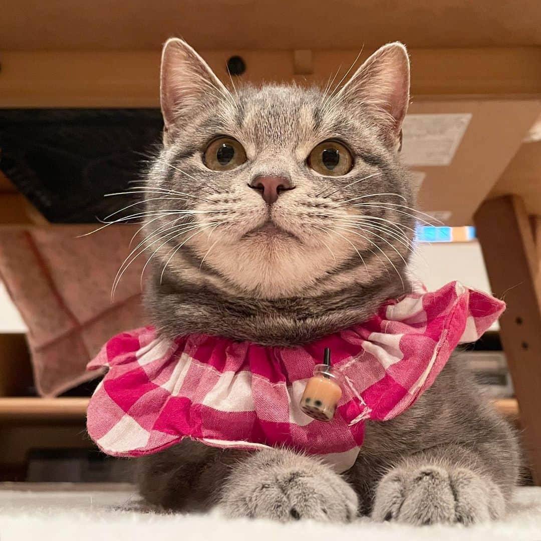 maimocotoのインスタグラム：「#ふわふわのキコ 🧋 すっかりお家猫🏠 まだ、大人用ザビエルだと大きいんだけど、ちょっと背伸び✨ まん丸フォルムで、穏やかで“ザ・女の子“って感じの子です。 とっても猫が好きだよ❤️ ステキなご家族を募集中です♪ ＊ ＊ 『キコ、一緒にあそべるねこちゃんがいるお家にいきたいな♪』 ＊ ＊ #会う人みんなをメロメロにするキコ #タピオカつけてる #美少女猫」