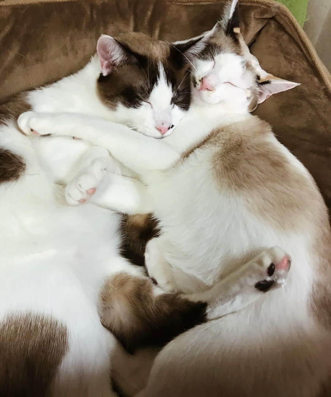 YUUさんのインスタグラム写真 - (YUUInstagram)「息子と娘🐱🐱 . 毎日癒しをありがと🥺👶🏼 . . . #猫のいる暮らし #baby_koarea」2月15日 12時04分 - yu__9979