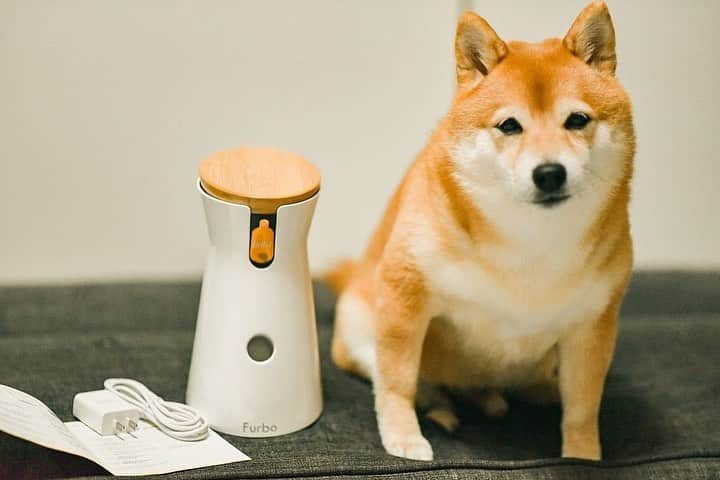 Furbo ドッグカメラさんのインスタグラム写真 - (Furbo ドッグカメラInstagram)「年度末も近づいてきて⁠⁠ 職場に出勤する日も増えてからは⁠⁠ 八朔が寂しくないかなーーと⁠⁠ お家での八朔が心配になっていましたが⁠⁠ ⁠⁠ @furbo_japan で⁠⁠ ⁠⁠ お昼休みは八朔に話しかけたりおやつあげてます！⁠⁠ ⁠⁠ 八朔もオヤツ貰えて←嬉しそう。笑⁠⁠ ⁠⁠ * * *⁠⁠ Repost from @hassakugram 💛⁠⁠ ⁠⁠ ⁠⁠ #ファーボ ⁠⁠ #Furbo⁠⁠ #ドッグカメラ ⁠⁠ #柴犬 ⁠⁠ #shibastagram ⁠⁠ #犬のいる暮らし⁠⁠ #犬好きな人と繋がりたい ⁠⁠ #いぬすたぐらむ ⁠⁠ #犬バカ部 ⁠⁠ #ふわもこ部 ⁠⁠ #わんぱく部 ⁠⁠ #癒しわんこ」2月15日 12時01分 - furbo_japan
