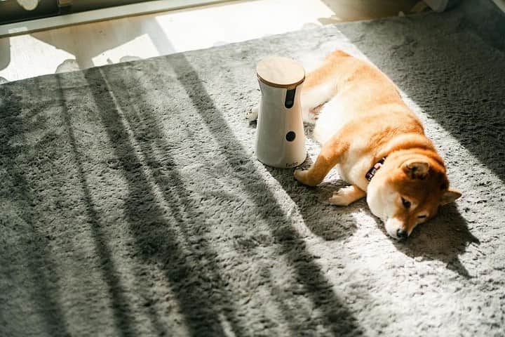 Furbo ドッグカメラさんのインスタグラム写真 - (Furbo ドッグカメラInstagram)「年度末も近づいてきて⁠⁠ 職場に出勤する日も増えてからは⁠⁠ 八朔が寂しくないかなーーと⁠⁠ お家での八朔が心配になっていましたが⁠⁠ ⁠⁠ @furbo_japan で⁠⁠ ⁠⁠ お昼休みは八朔に話しかけたりおやつあげてます！⁠⁠ ⁠⁠ 八朔もオヤツ貰えて←嬉しそう。笑⁠⁠ ⁠⁠ * * *⁠⁠ Repost from @hassakugram 💛⁠⁠ ⁠⁠ ⁠⁠ #ファーボ ⁠⁠ #Furbo⁠⁠ #ドッグカメラ ⁠⁠ #柴犬 ⁠⁠ #shibastagram ⁠⁠ #犬のいる暮らし⁠⁠ #犬好きな人と繋がりたい ⁠⁠ #いぬすたぐらむ ⁠⁠ #犬バカ部 ⁠⁠ #ふわもこ部 ⁠⁠ #わんぱく部 ⁠⁠ #癒しわんこ」2月15日 12時01分 - furbo_japan