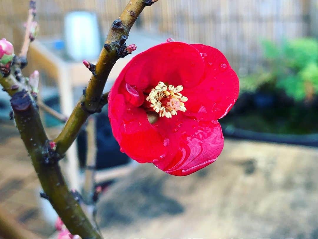 金成公信さんのインスタグラム写真 - (金成公信Instagram)「お久しぶりです。石付き黒松盆栽の苔がとんでもない仕上がりを見せています。たまりませんね。そしてボケの花が咲きましたよ。#盆栽 #bonsai #bonsaijapan #japanesebonsai #wabisabi #bonsailovers #bonsailife #bonsaitree #bonsaiart #bonsaigram #bonsaiworld #plants #tree #greenlife #greenlifestyle #苔 #moss #睡蓮 #睡蓮鉢 #ビオトープ #biotope #メダカ #waterlilybowls」2月15日 12時09分 - bonsai_chiba
