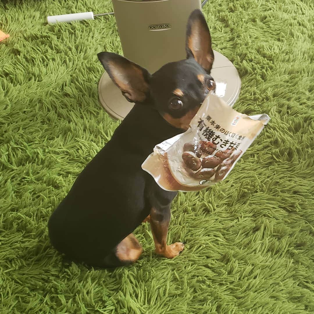 のインスタグラム：「わーい、むき栗の空袋だ〜！ #ミニピン  #犬 #ミニチュアピンシャー」
