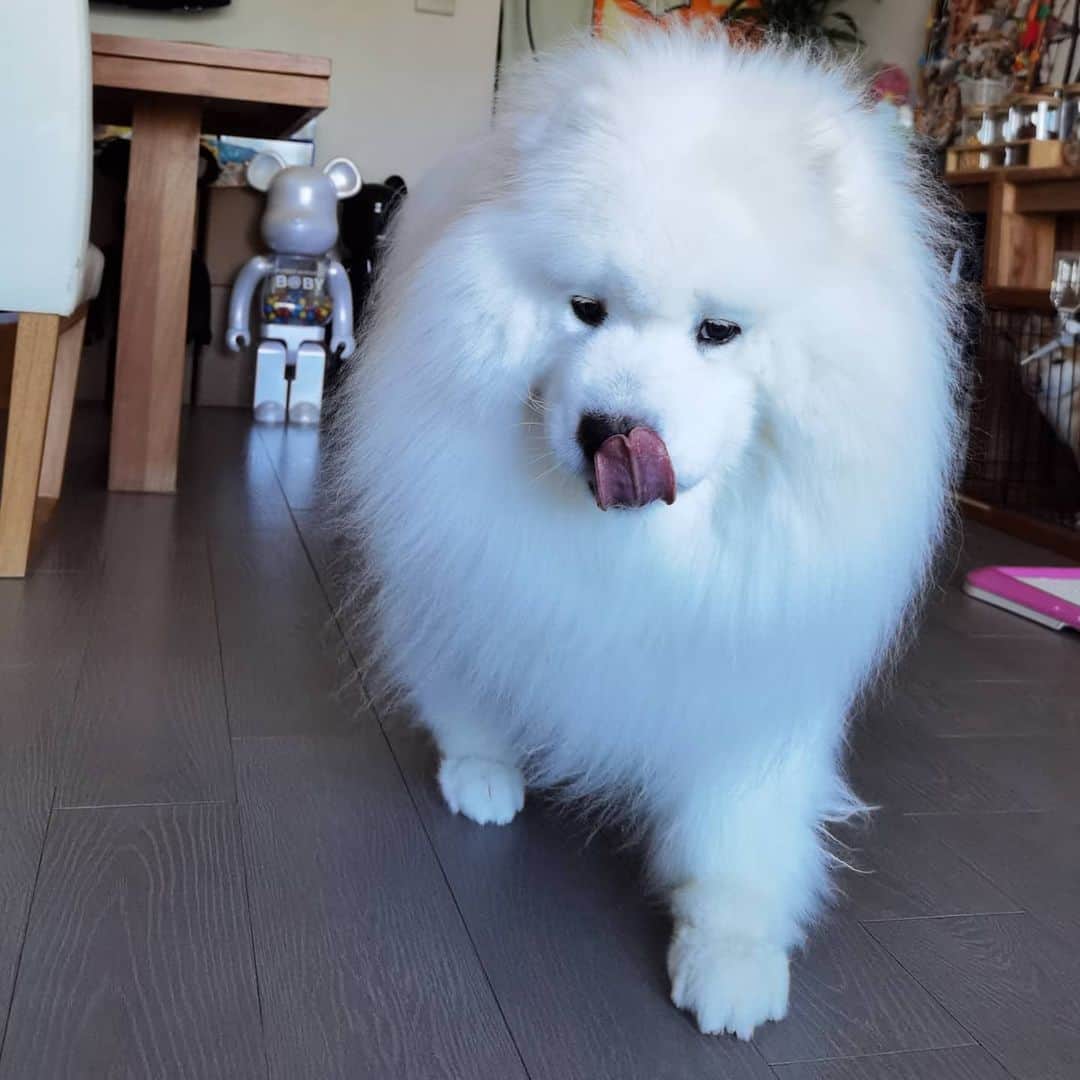 Alex Toのインスタグラム：「😛😛😛 #cute #dog #doglover #dogsofinstagram #dogoftheday #dogofthedayjp #dogstagram #fluffy #hkig #hongkong #ilovemydog #instadog #instagood #instamood #instagraphy #instapic #samoyedoninstagram #pet #petlovers #petsofinstagram #petstagram #photooftheday #puppy #pupsofinstagram #samoyed #samoyedsofinstagram #webstagram #犬 #サモエド」