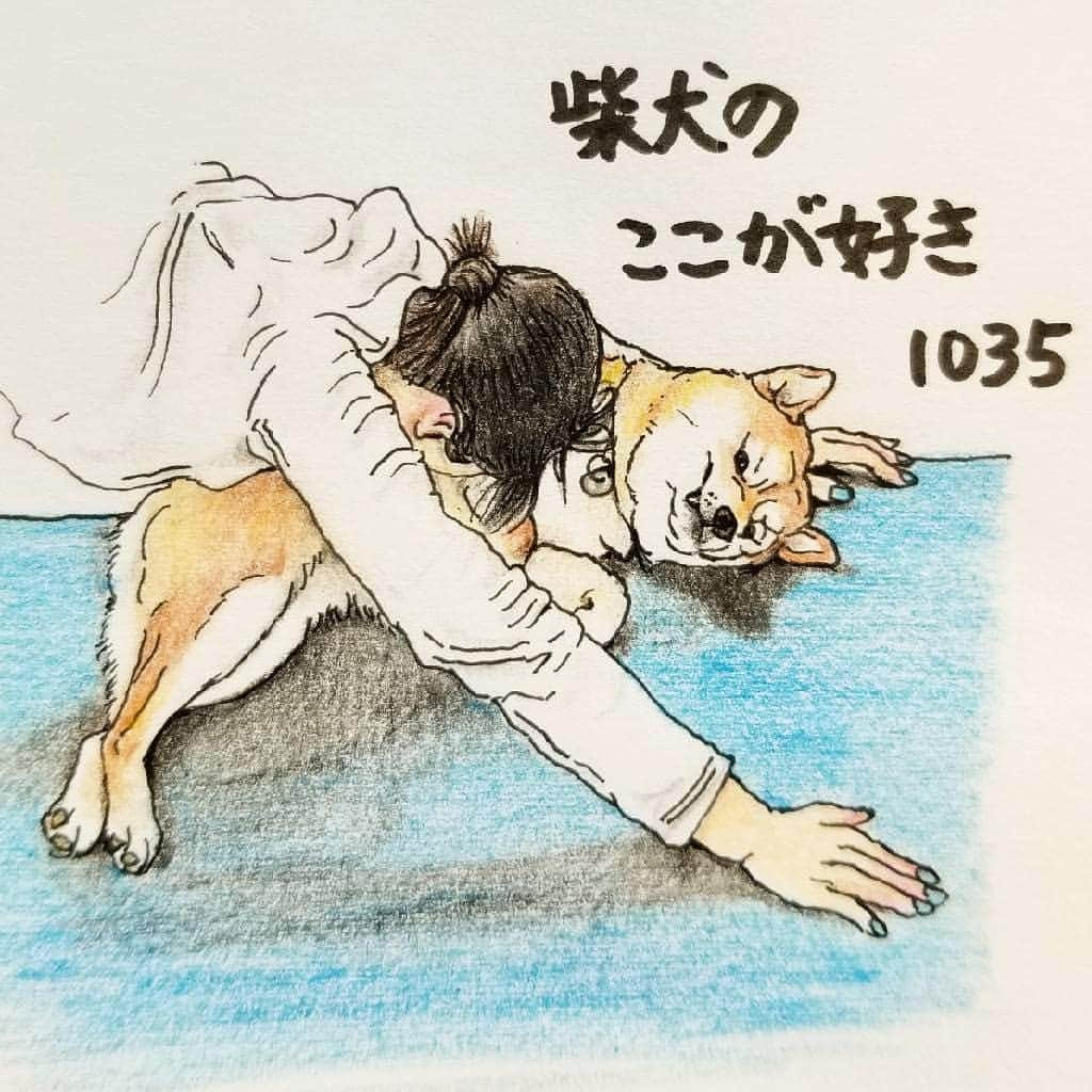 ハナとソラのインスタグラム：「#ここ柴部  『柴犬のここが好きシリーズ1035』 ご主人のヨガやストレッチを邪魔するとこ。  な、なぜそこに？ ｢ご主人！もう少しその姿勢をキープです！｣ 柴インストラクターさんは厳しめです😅 * モデルは @shibasuzu1006 さんとこの すずちゃんです💓 * #柴犬のここが好き #favoritepartsofshibainu #illustration #shibainu #shibastagram #colorpencil #柴犬 #イラスト #しばすたぐらむ #いらすとぐらむ #柴公園イラスト #柴公園 #色鉛筆 #邪魔かわいい #じゃまカワイイ」