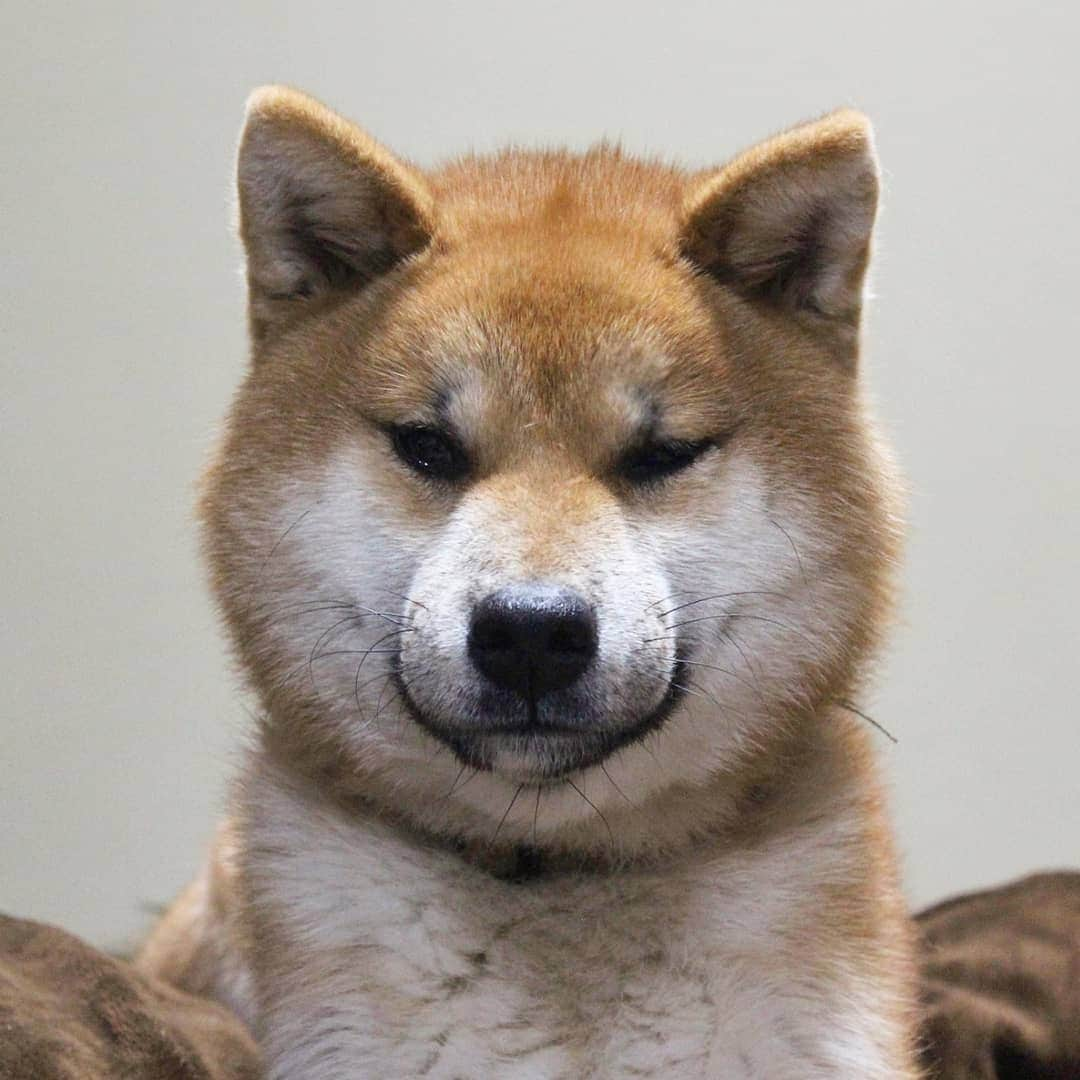 柴犬たま Shibainu Tamaさんのインスタグラム写真 - (柴犬たま Shibainu TamaInstagram)「キリッ‼️😎✨  …キリッ………？🤔  Caption trans🇬🇧 Uni has clear cut face‼😎✨ …Clear cut face………???🤔  #たま家族 #柴犬ウニ #ふわもこ #かなりまるい #キリッ #ブサ顔 #柴犬 #shiba #shibainu #shibastagram #犬 #dog」2月15日 12時25分 - tama7653