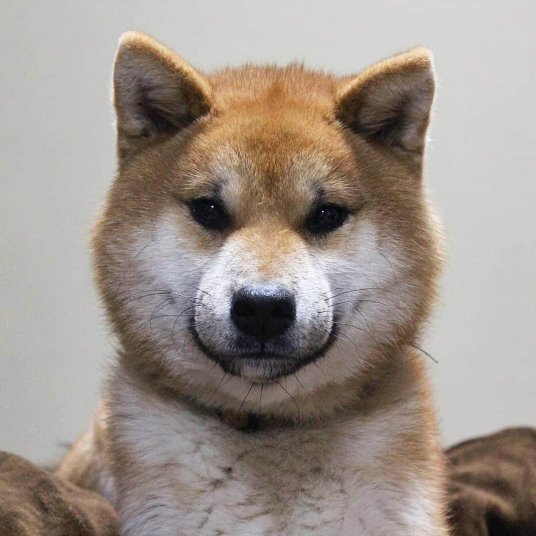 柴犬たま Shibainu Tamaのインスタグラム