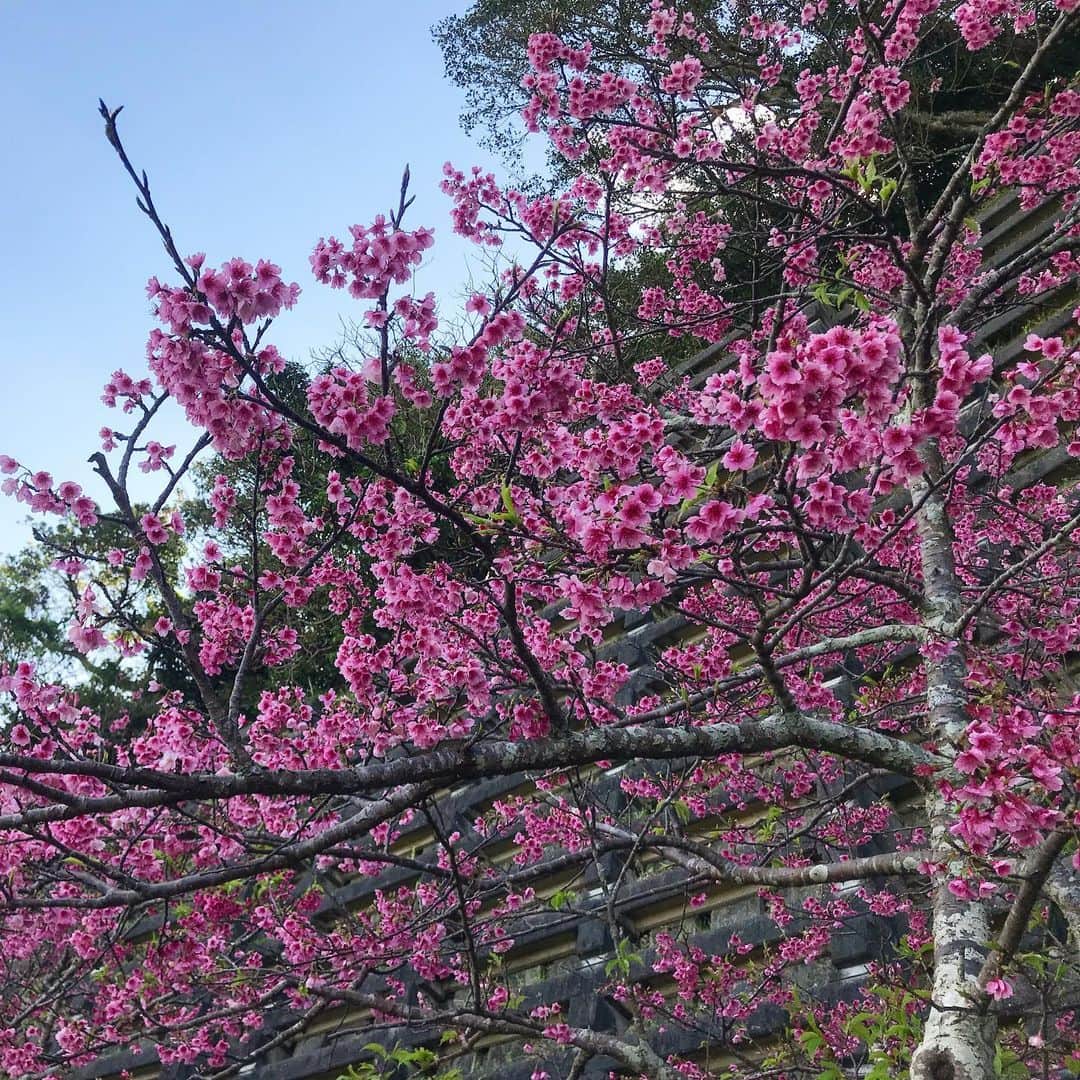 藤代冥砂さんのインスタグラム写真 - (藤代冥砂Instagram)「沖縄の桜は見頃を過ぎたけど、まだまだあちこちに。 寒緋桜は、ソメイヨシノとは違って、ちょっとダークな感じが美し。 iphone7plus  #桜　#沖縄の桜　#寒緋桜」2月15日 12時34分 - meisafujishiro